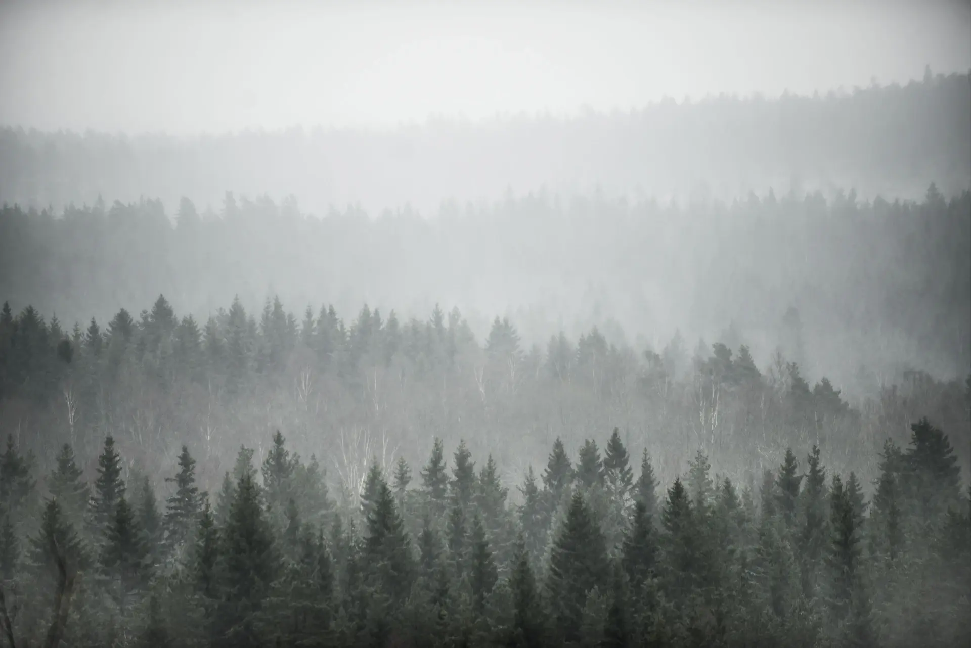 A valley waking to soft green under low spring mist