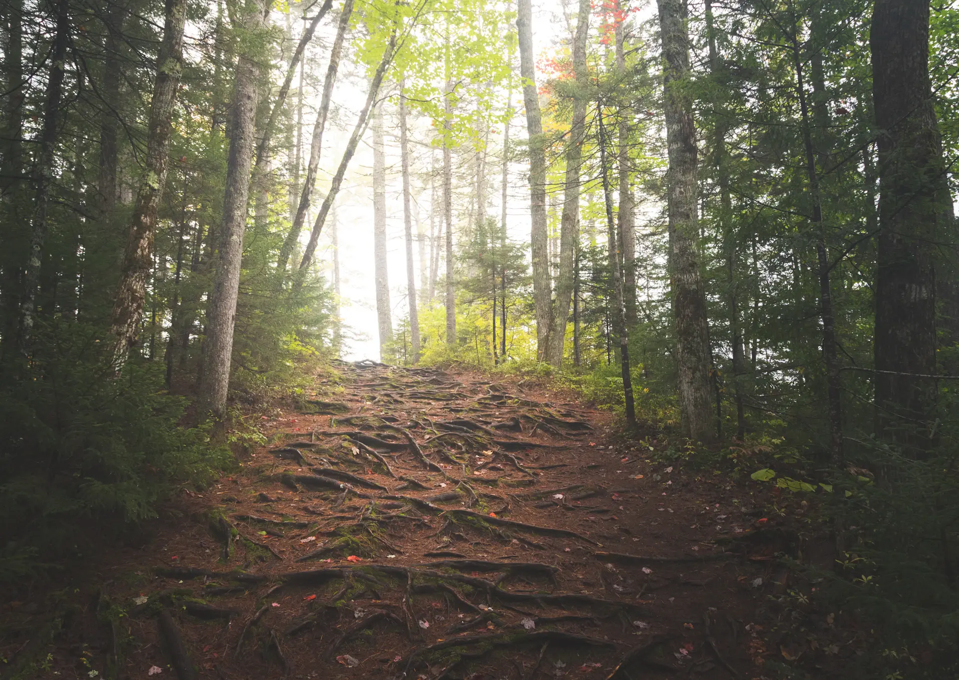 A misted forest trail dissolving into soft morning fog