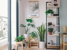 Cây cho căn hộ nhỏ