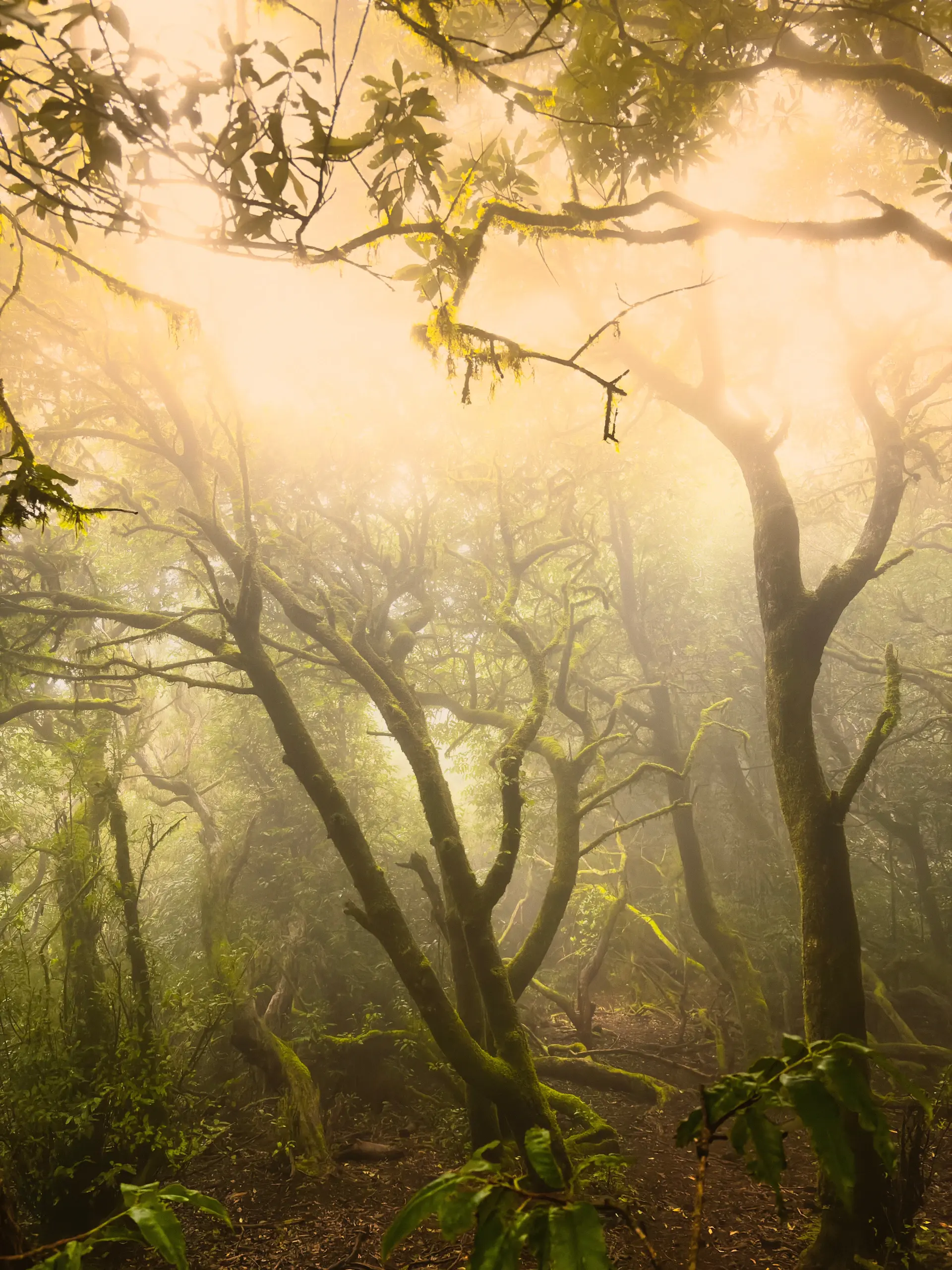Soft midday light filtering through a tall ancient forest