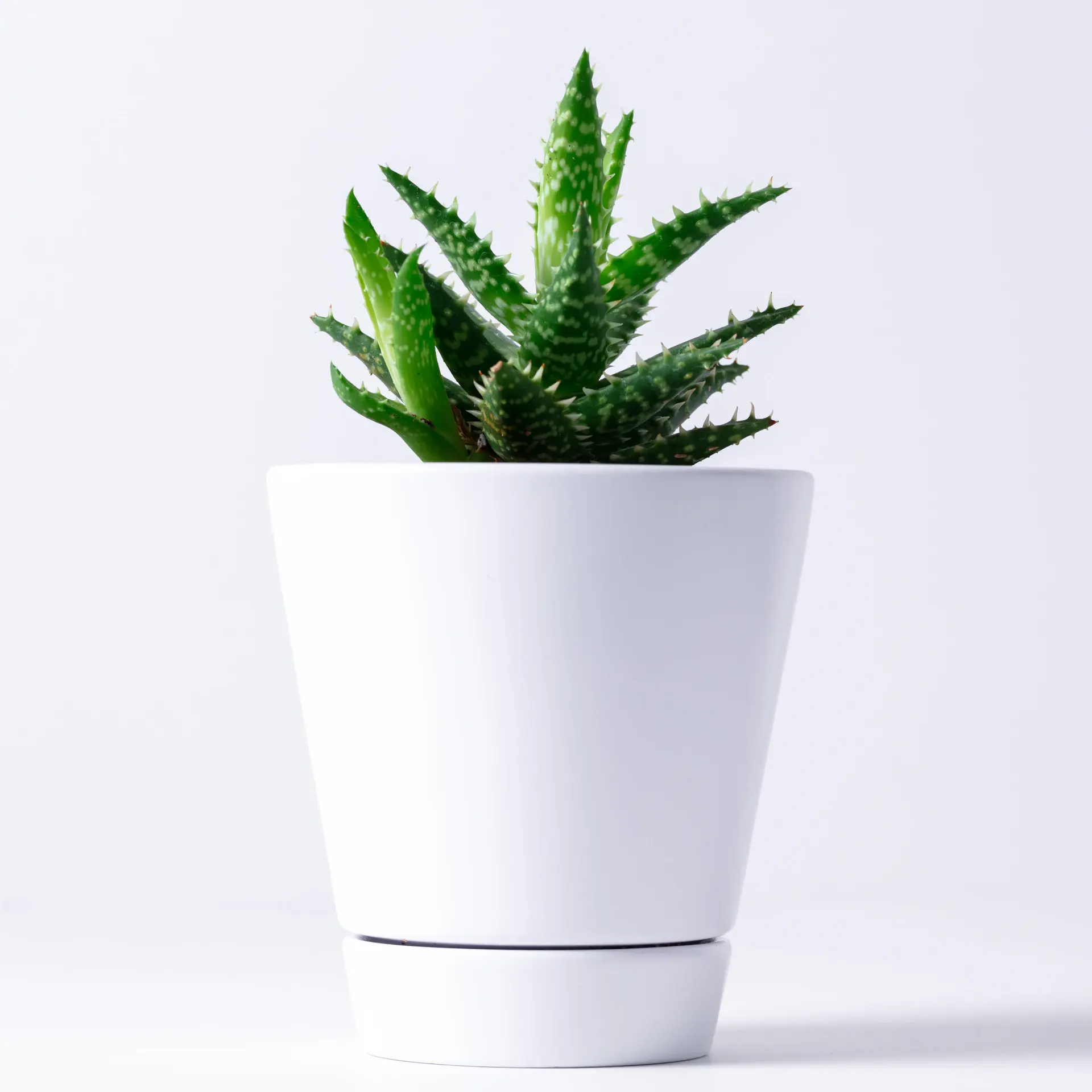 Glossy ZZ plant in a neutral planter