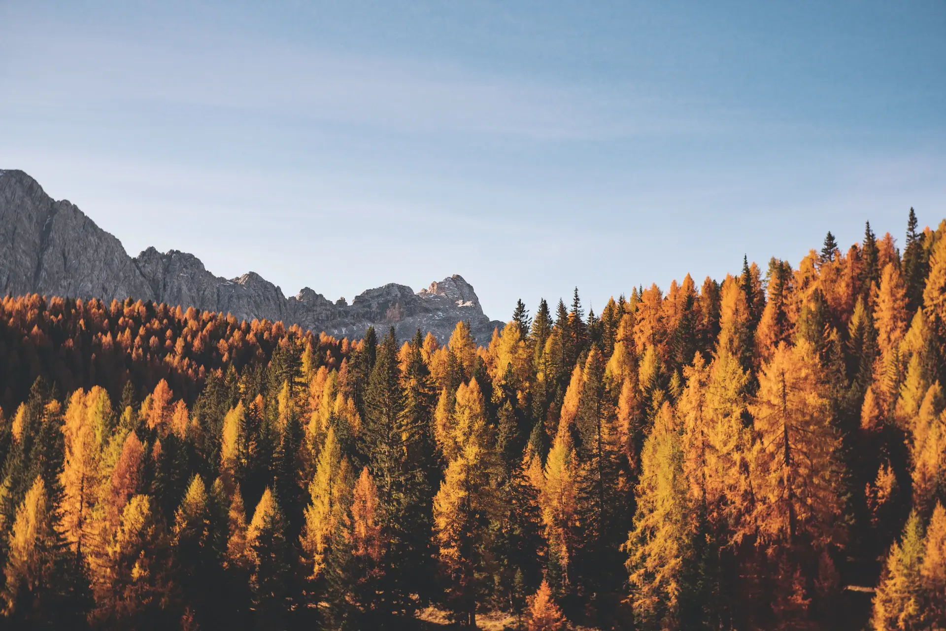 Forest turned amber and rust in the depth of autumn
