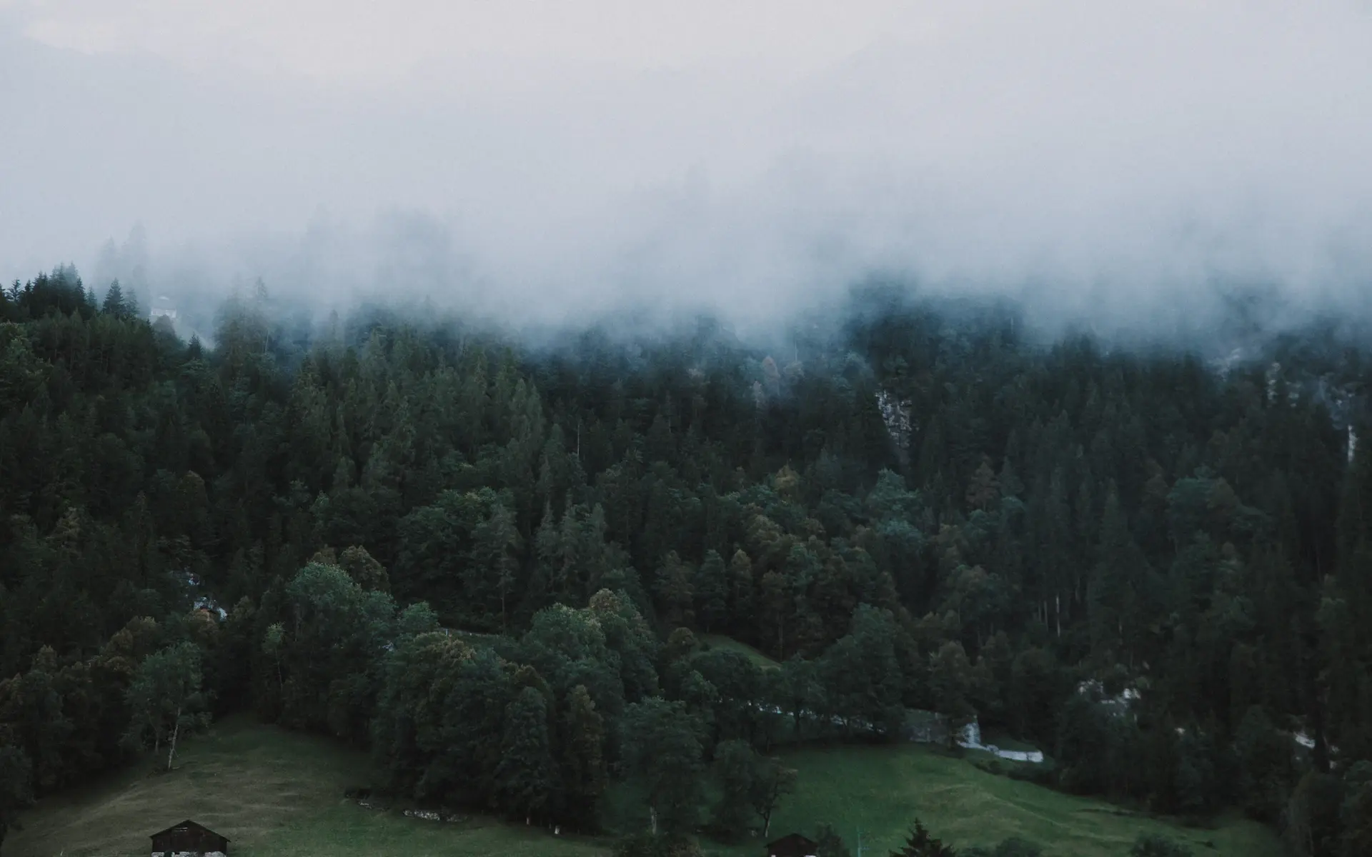 Endless rows of tall pines fading into soft forest haze