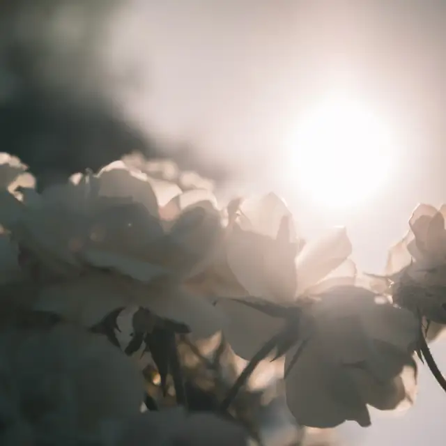 Preserved white rose under glass