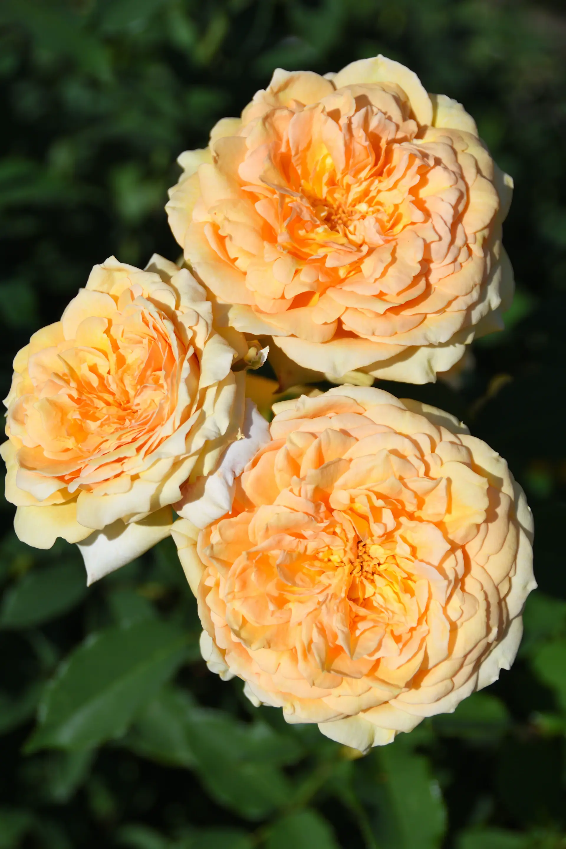 Bó hoa biểu tượng La Vie en Rose của Rose Lumière