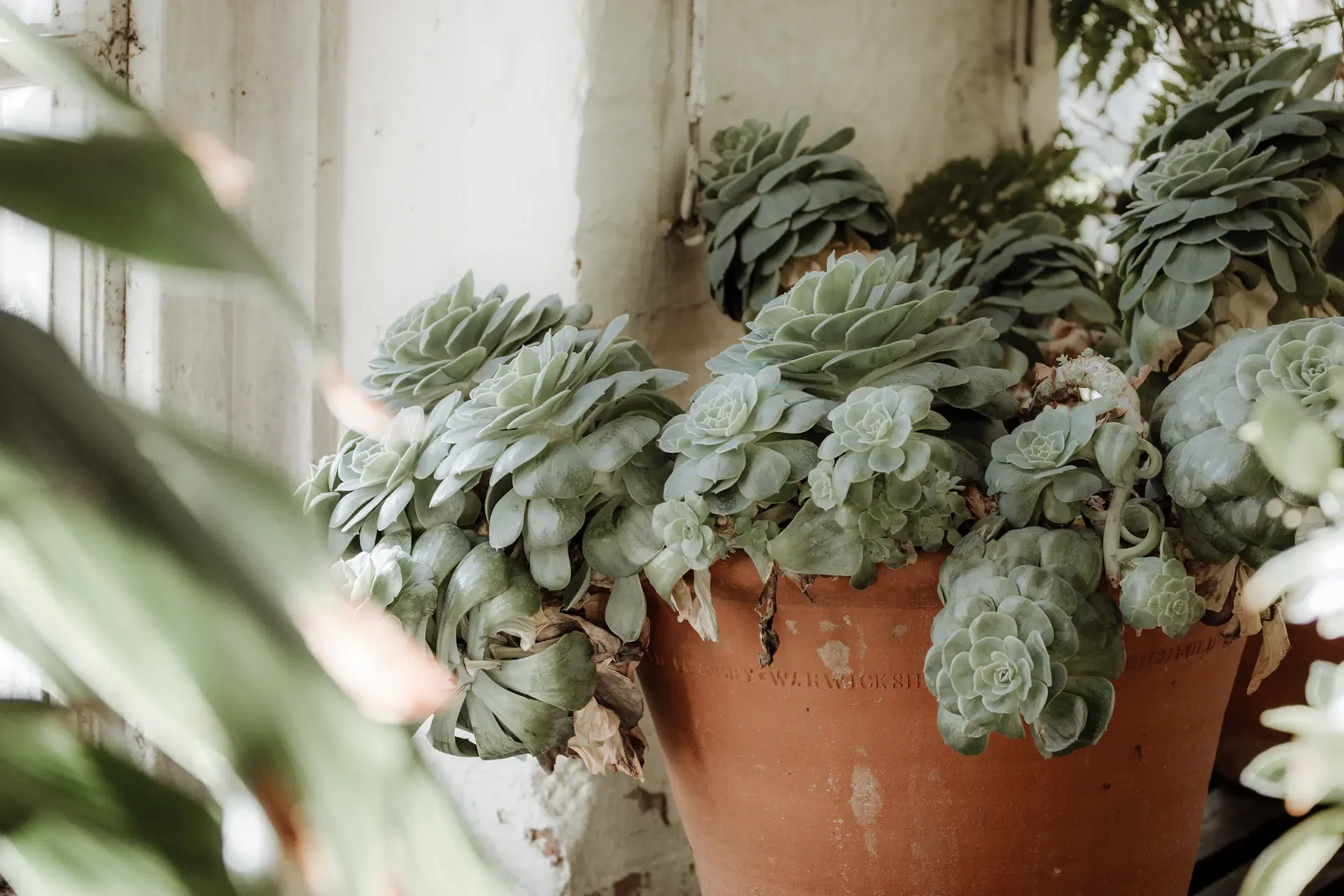 Plants styled with muted green foliage and terracotta pots
