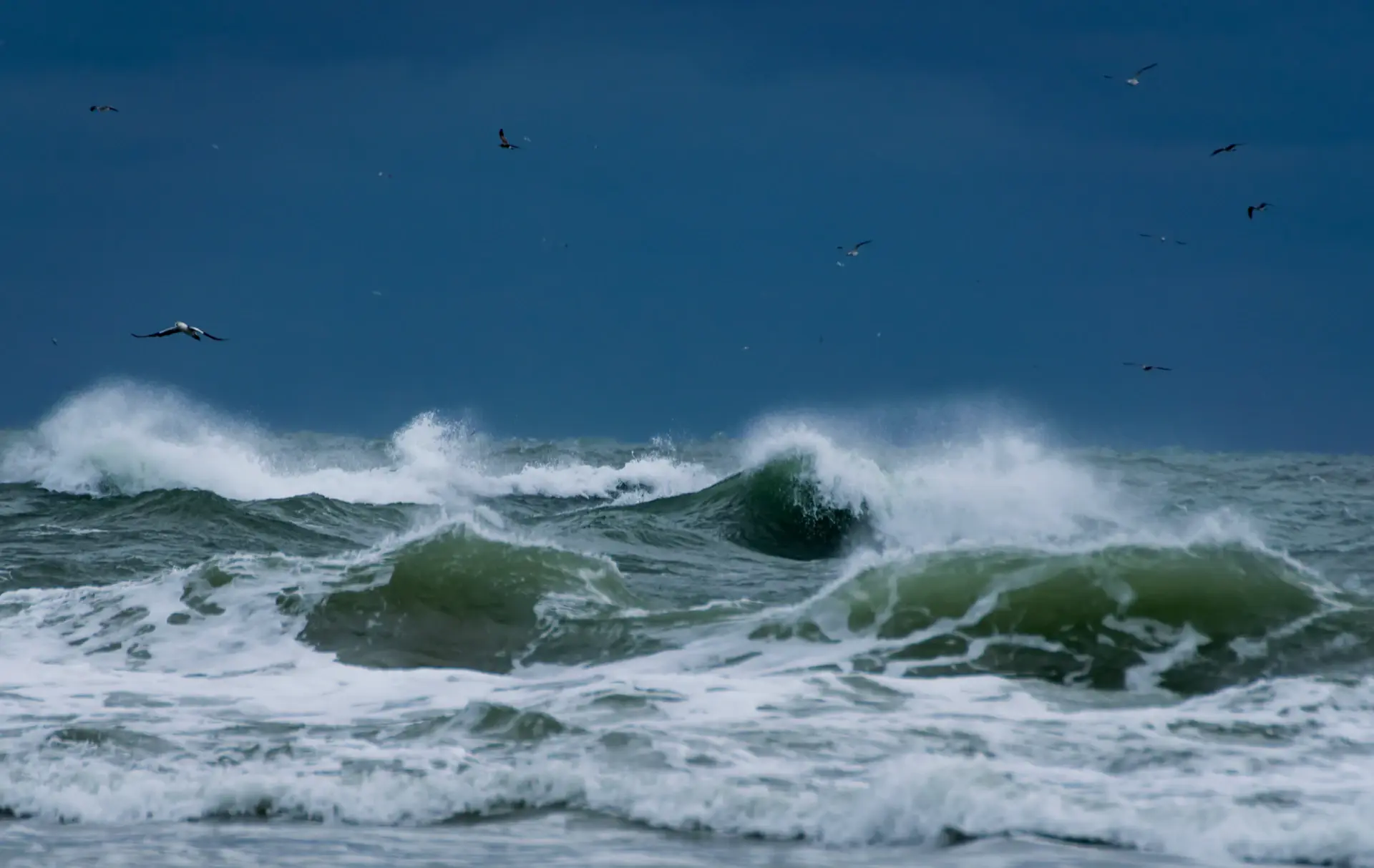 An albatross gliding low over the grey swell of the Drake Passage