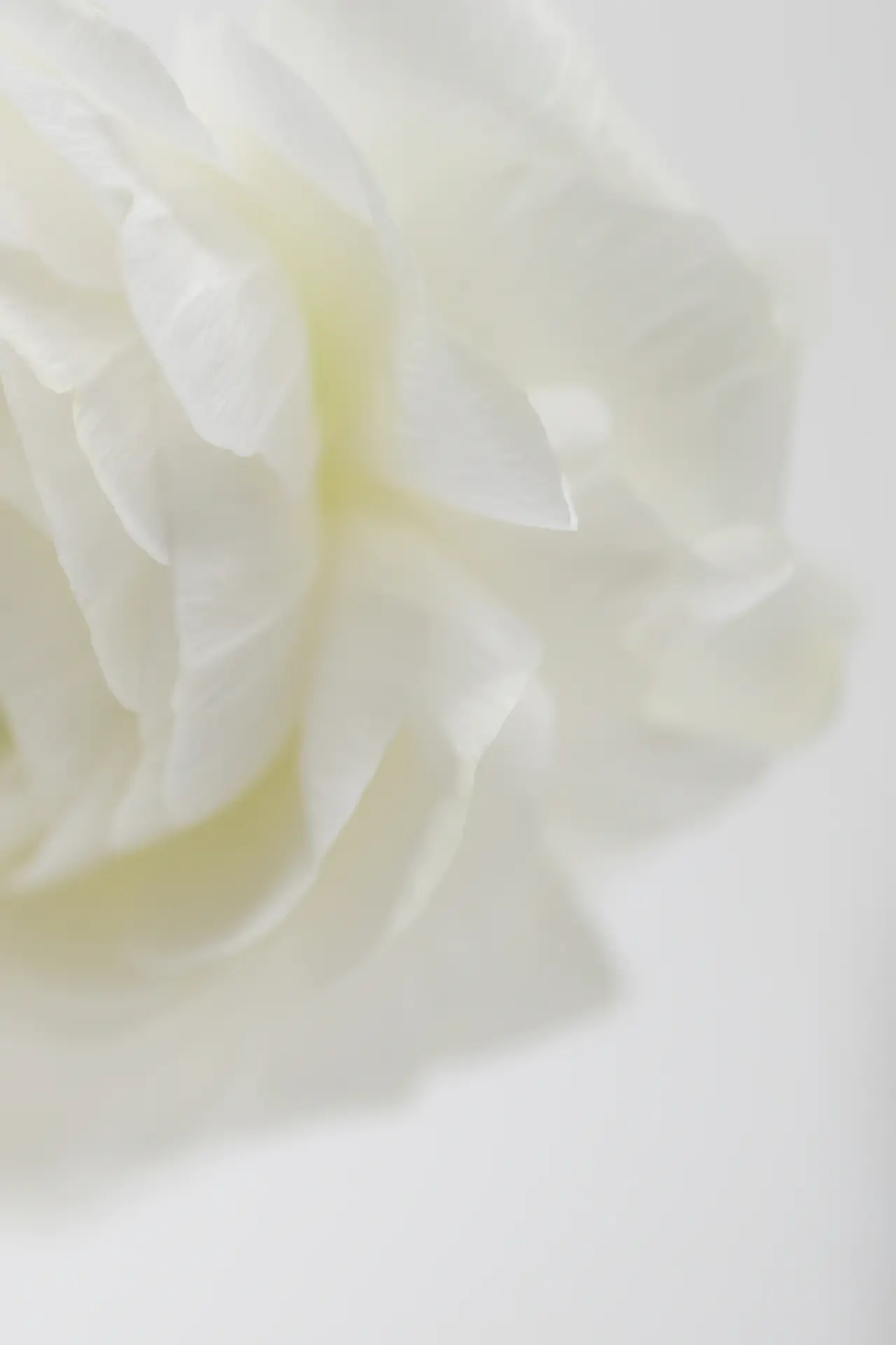 Deep wine red rose against white wall