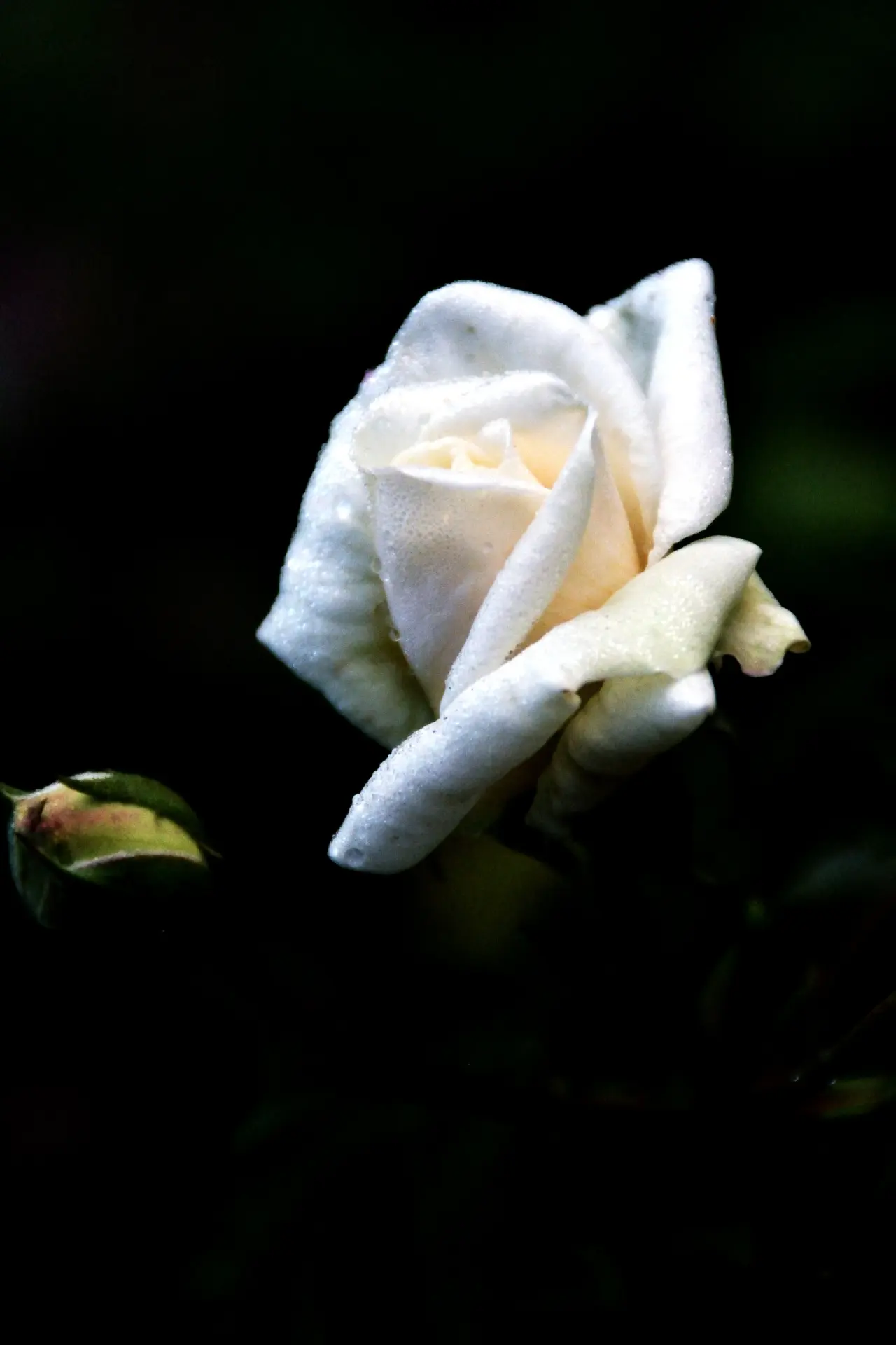 Close-up of a white rose petal
