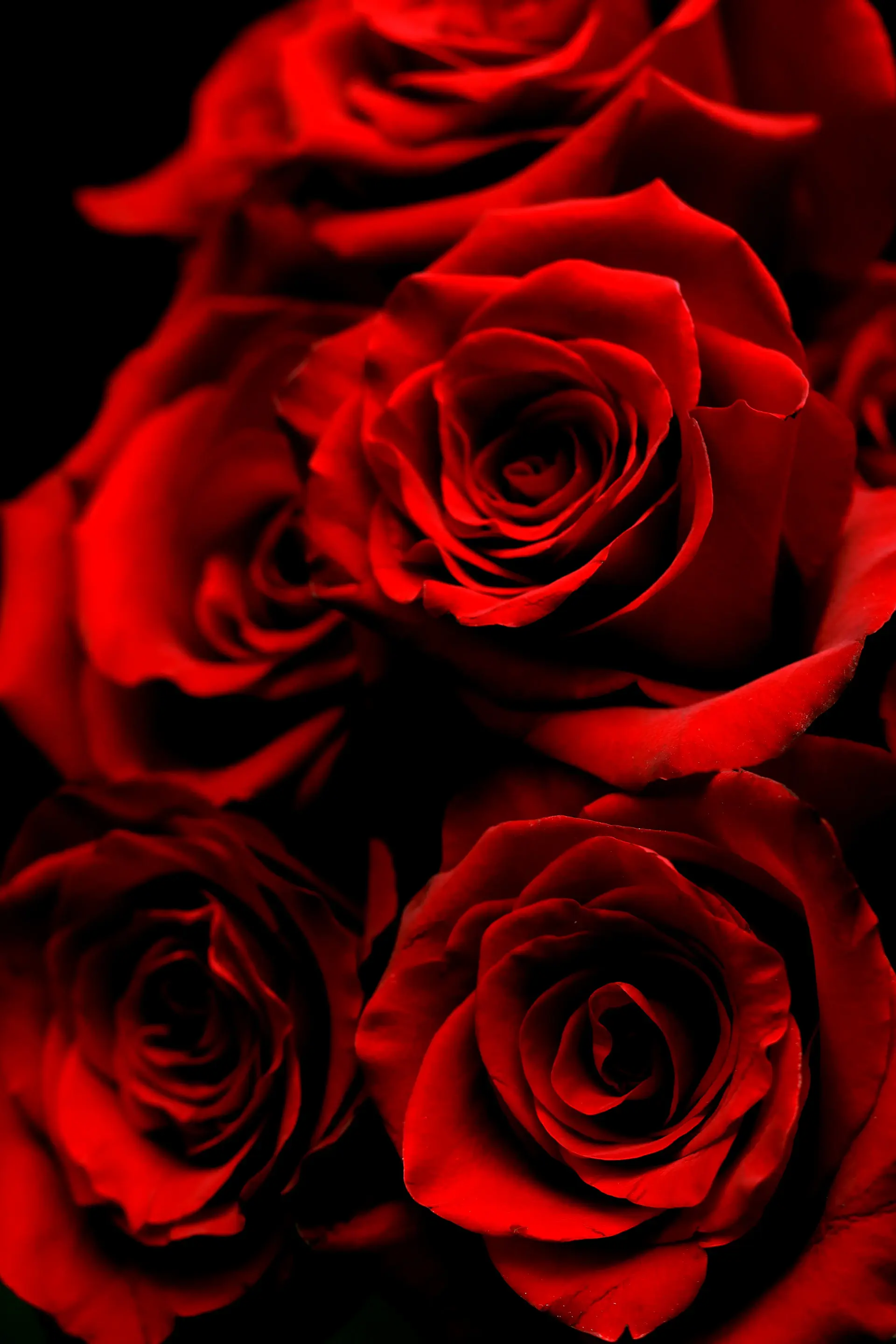 Roses for love