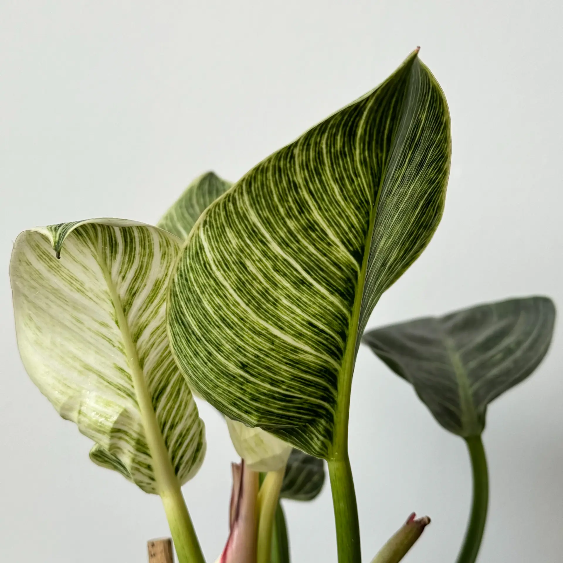 Philodendron Birkin with white pinstriped leaves