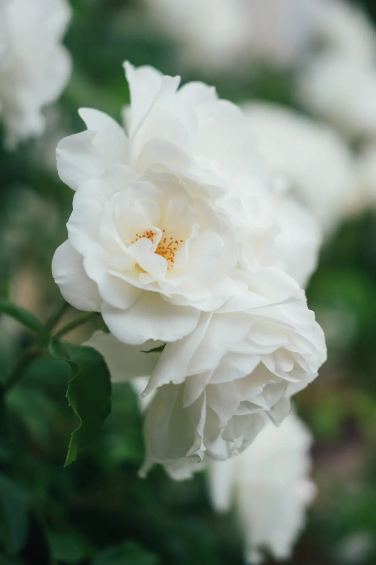 Large pale pink rose bouquet on white