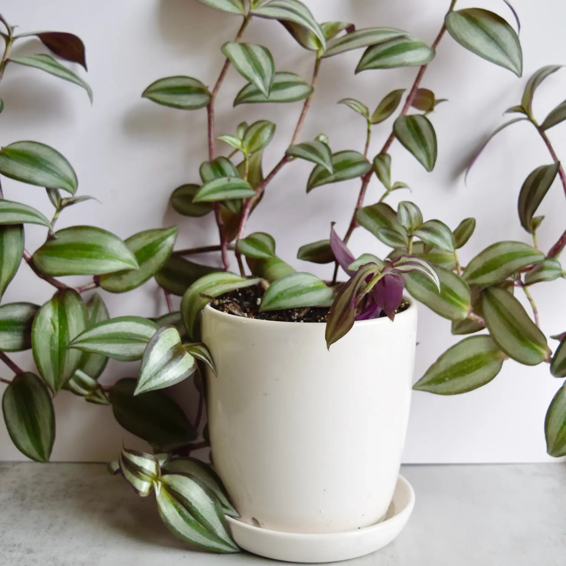 Cream glazed ceramic planter