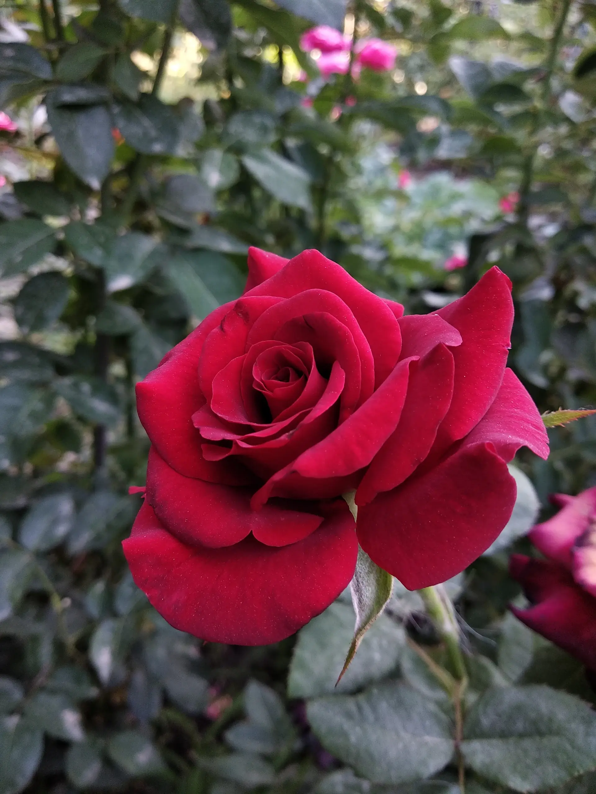Wine red rose