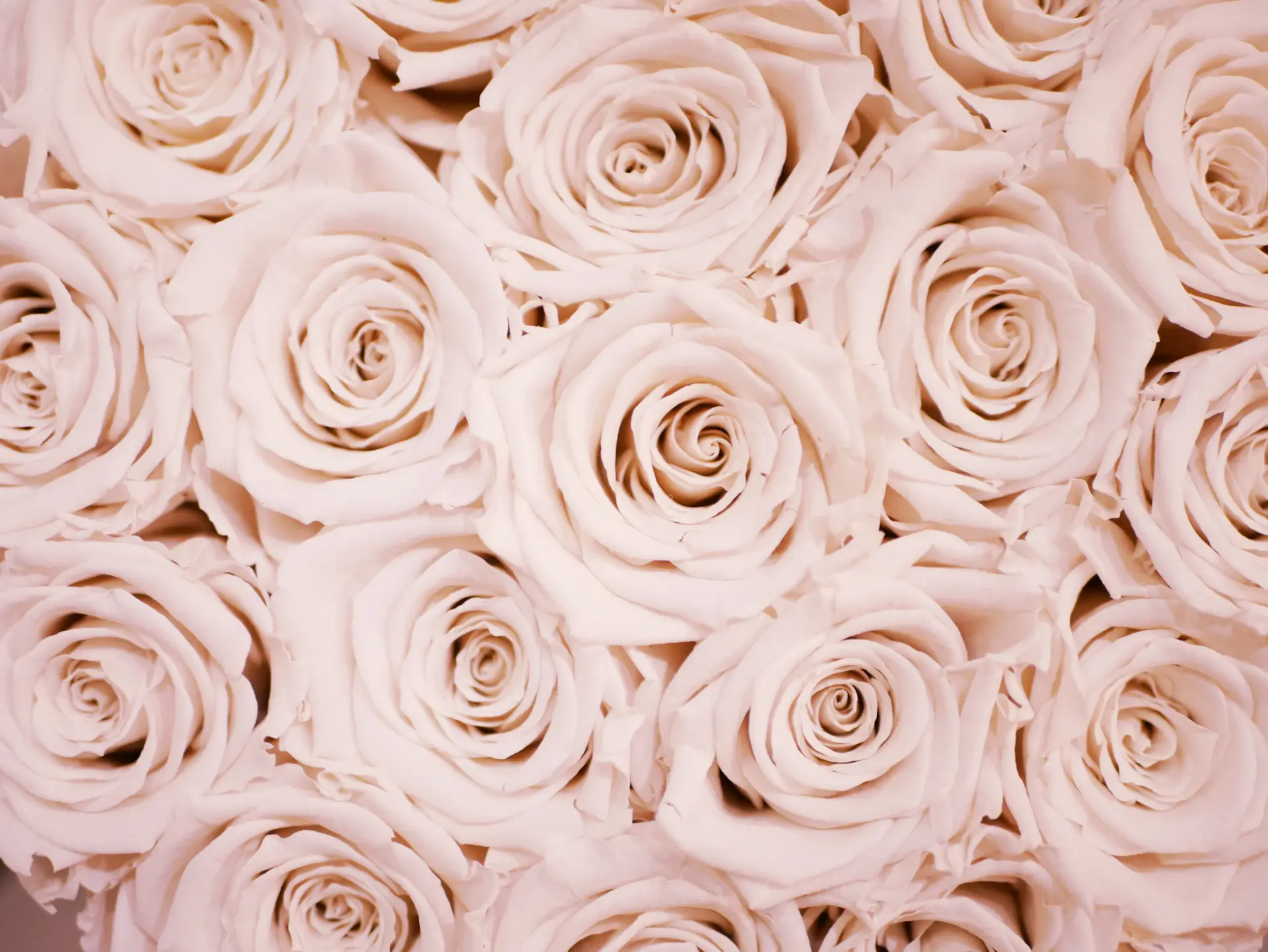 Hộp hoa hồng phấn nghệ thuật của Rose Lumière