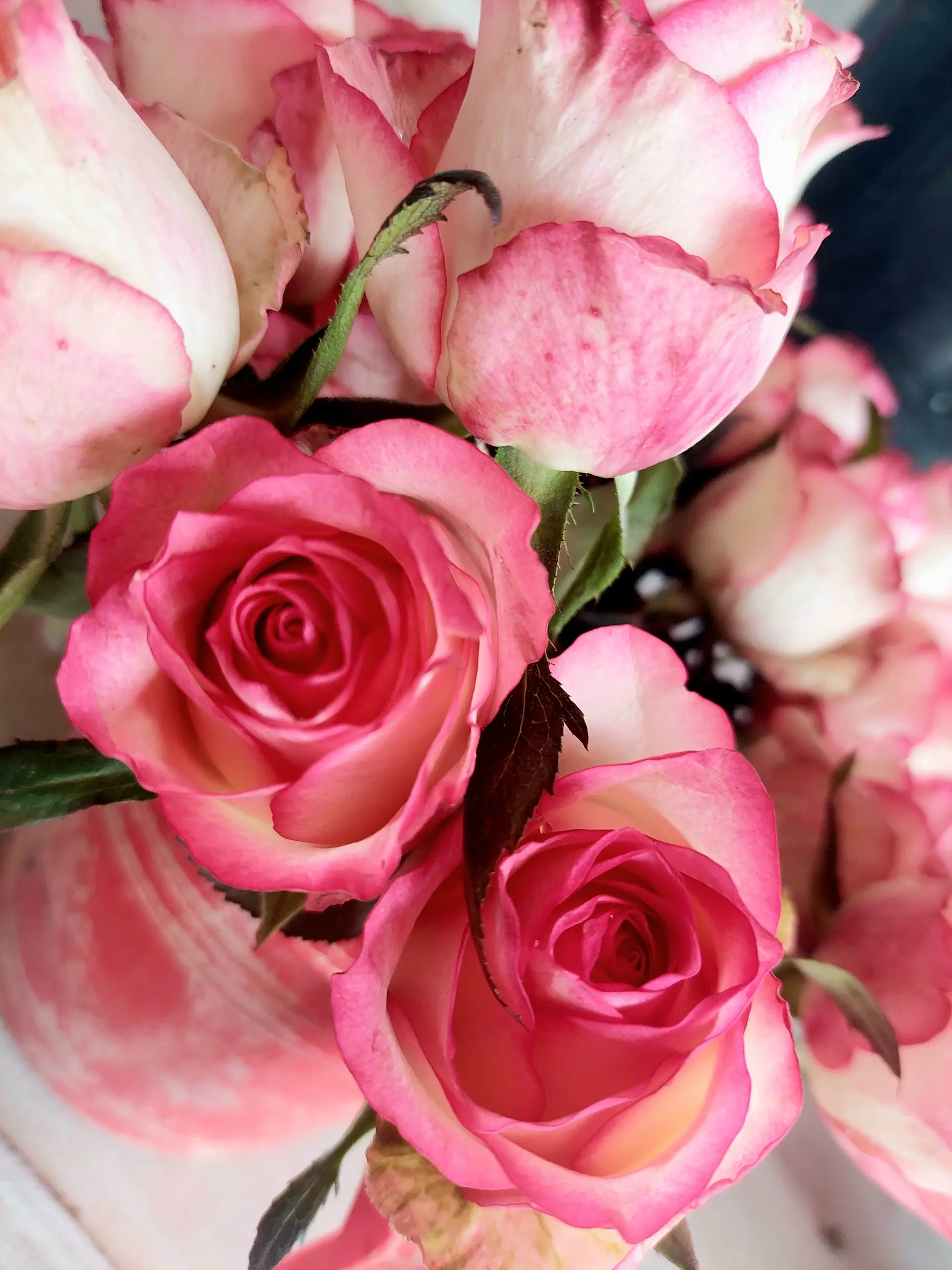 Blush round rose box