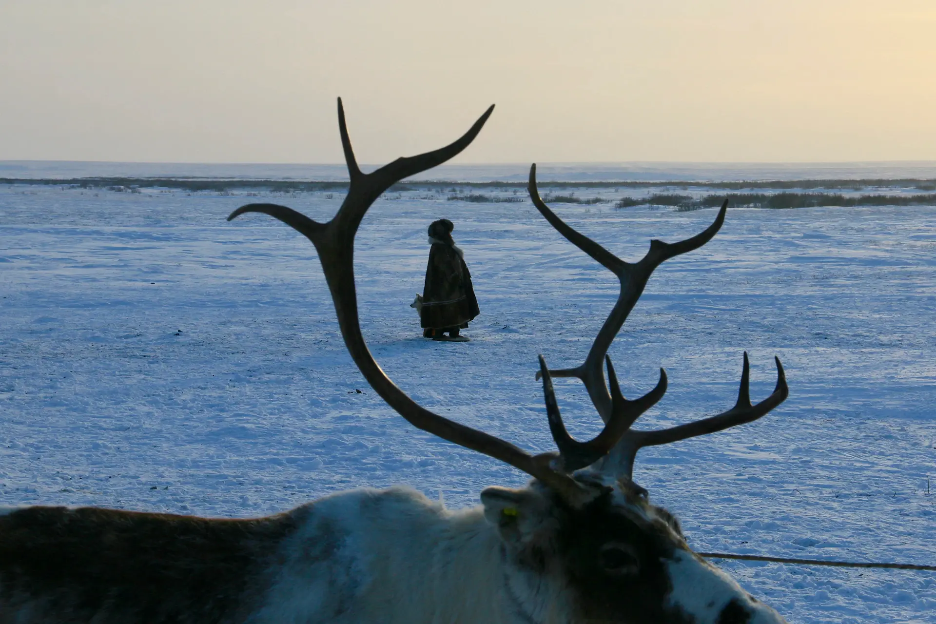 A herder silhouetted against snow and a pale arctic dawn