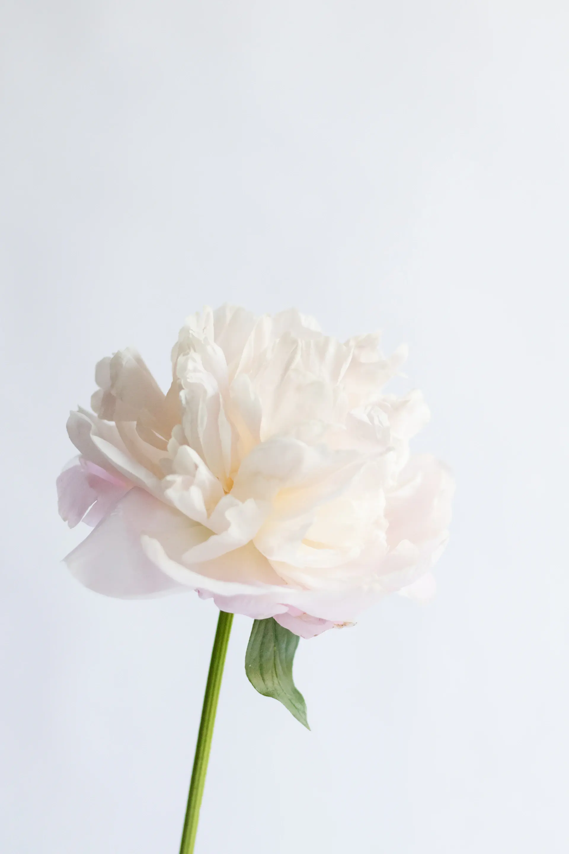 Minimal luxury rose gift box, close-up of packaging