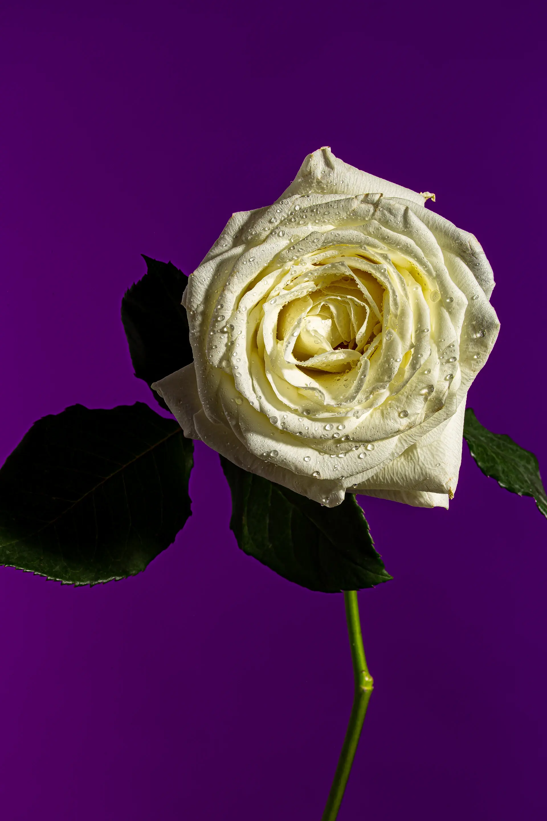 White roses arranged in soft, even winter light