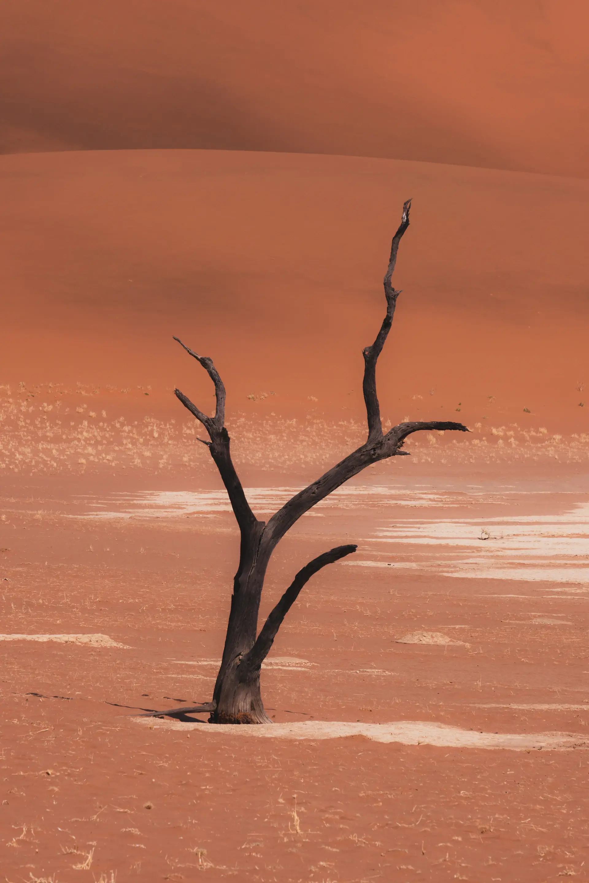 Star-filled night sky above a quiet desert plain