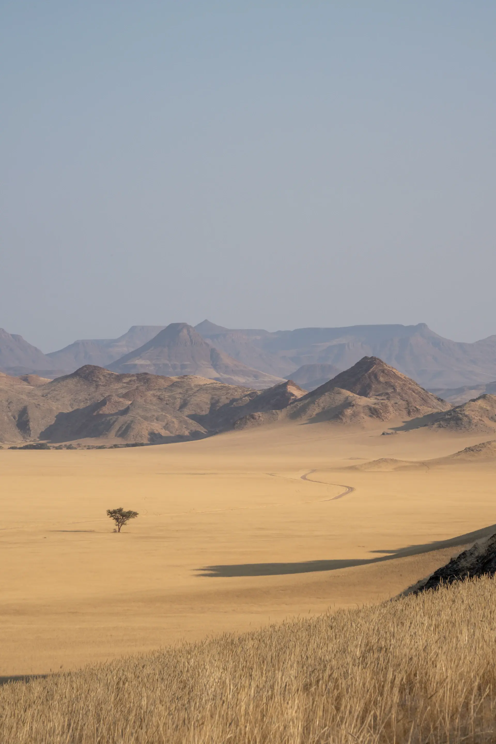 Acacia plains at golden hour with distant herds