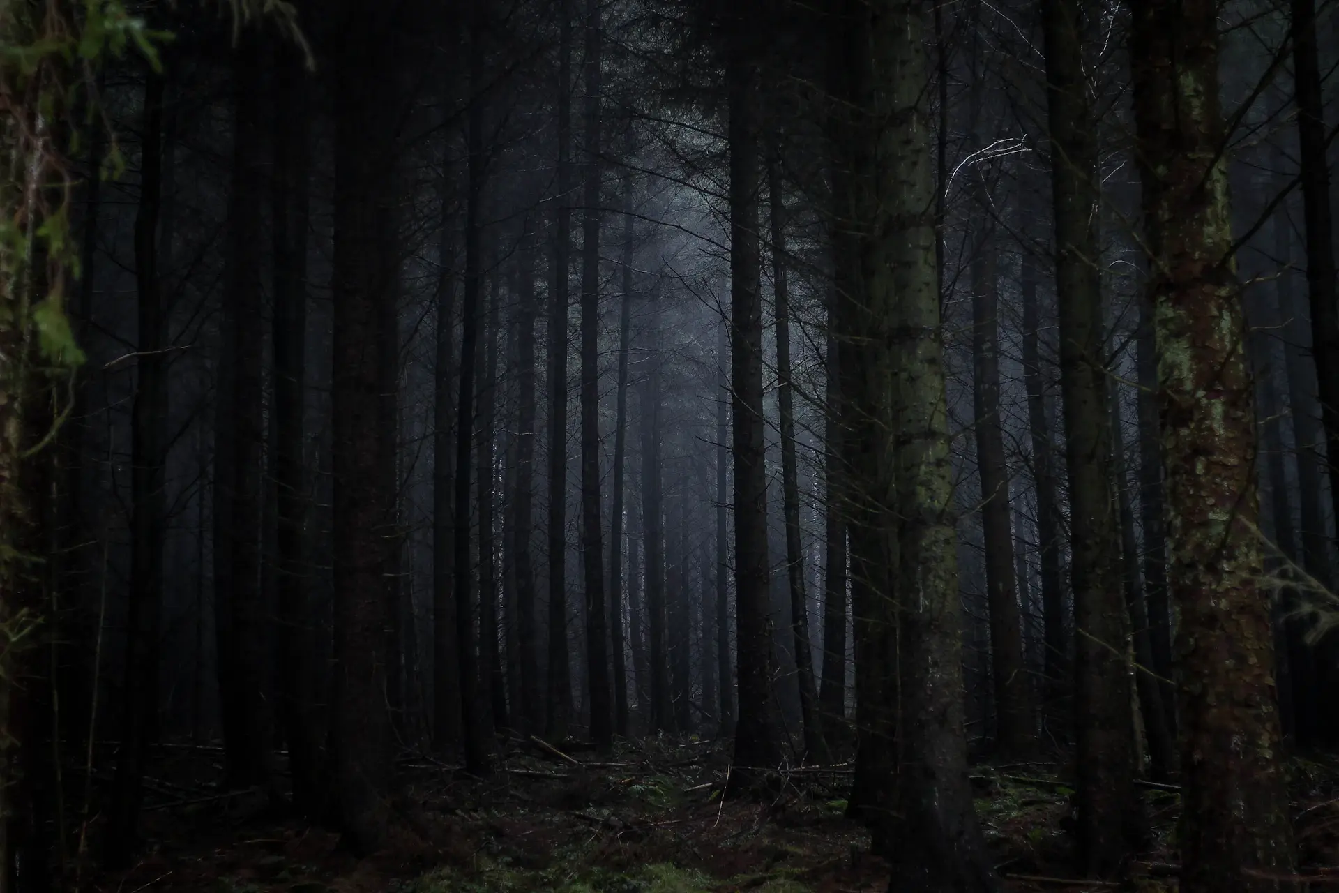 Pale birch trunks against deep green foliage