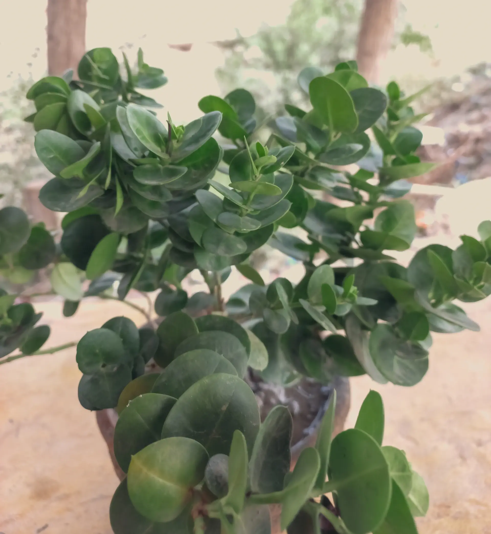 ZZ plant with glossy green leaves