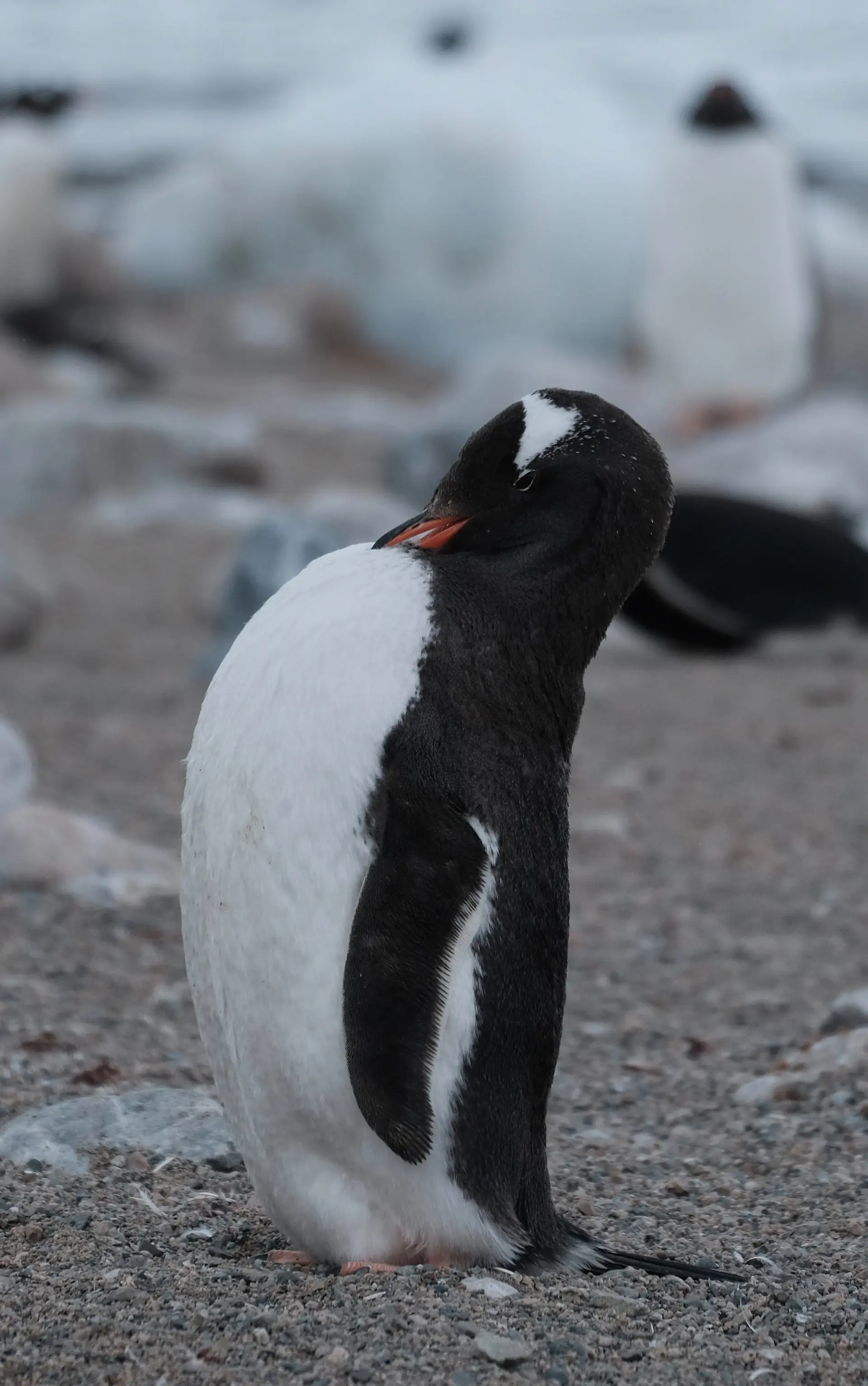 A gentoo penguin colony stirring along a snowbound shore