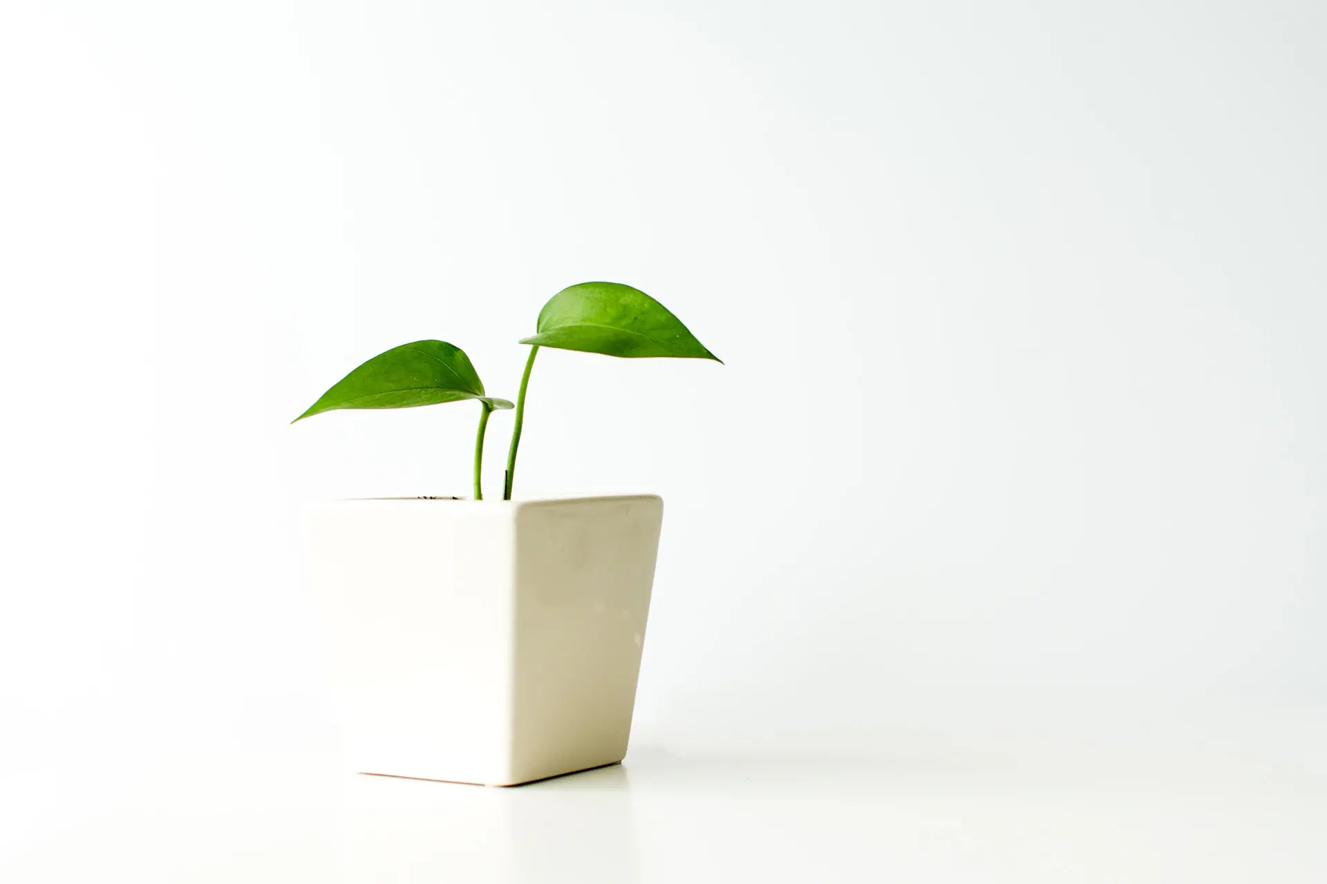 Cây kim tiền và pothos trong chậu gốm nâu
