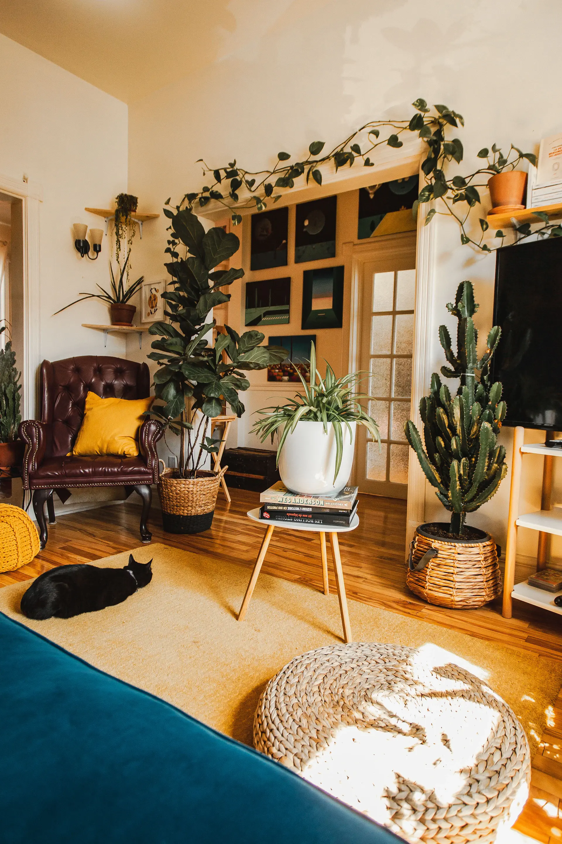 Monstera Deliciosa styled in a bright, plant-filled living room