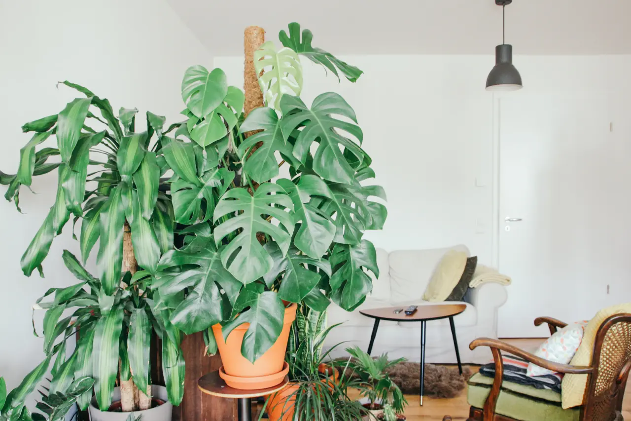 Phòng khách với cây Monstera và chậu gốm