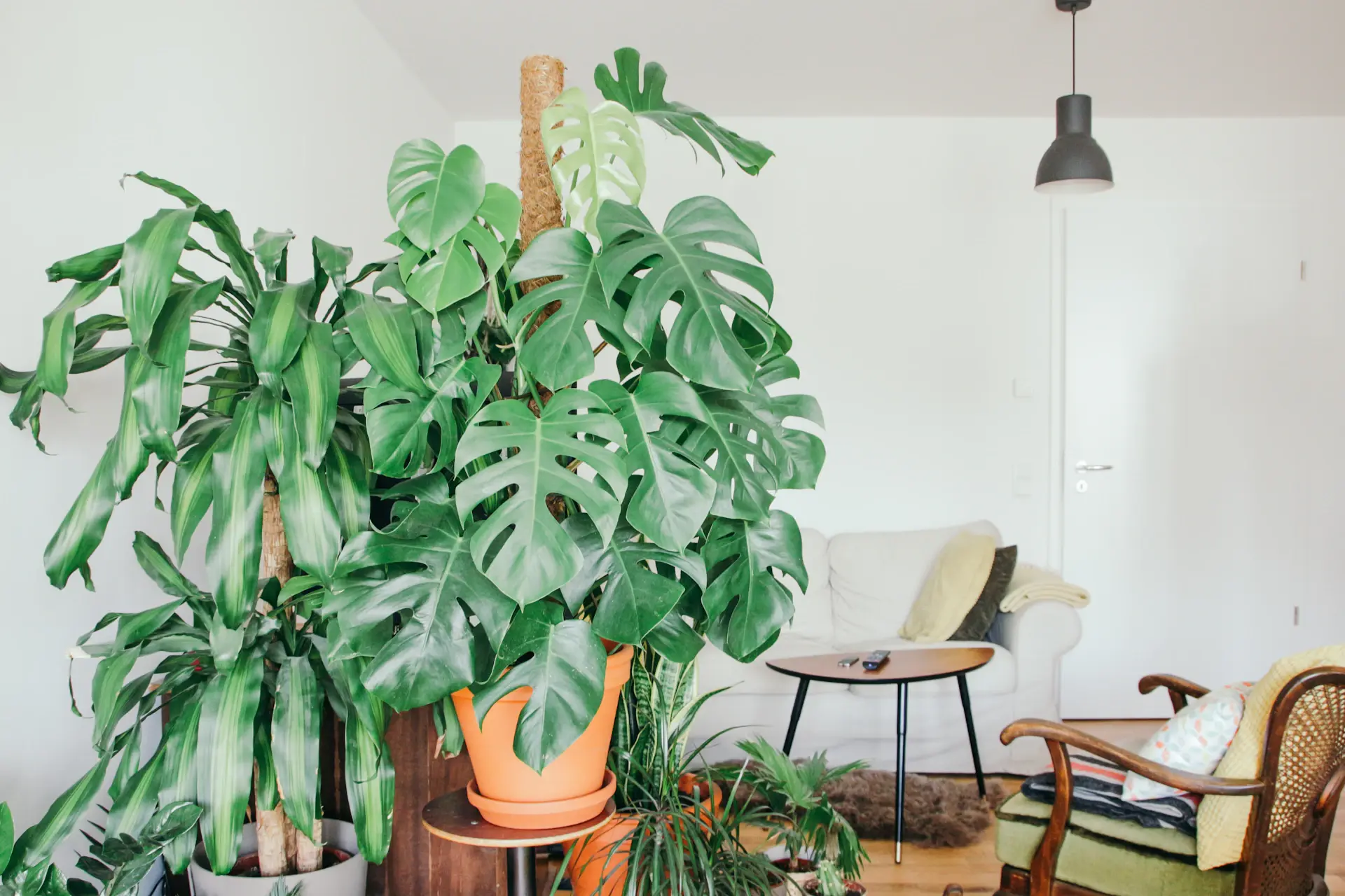 Phòng khách rộng với cây Monstera góc