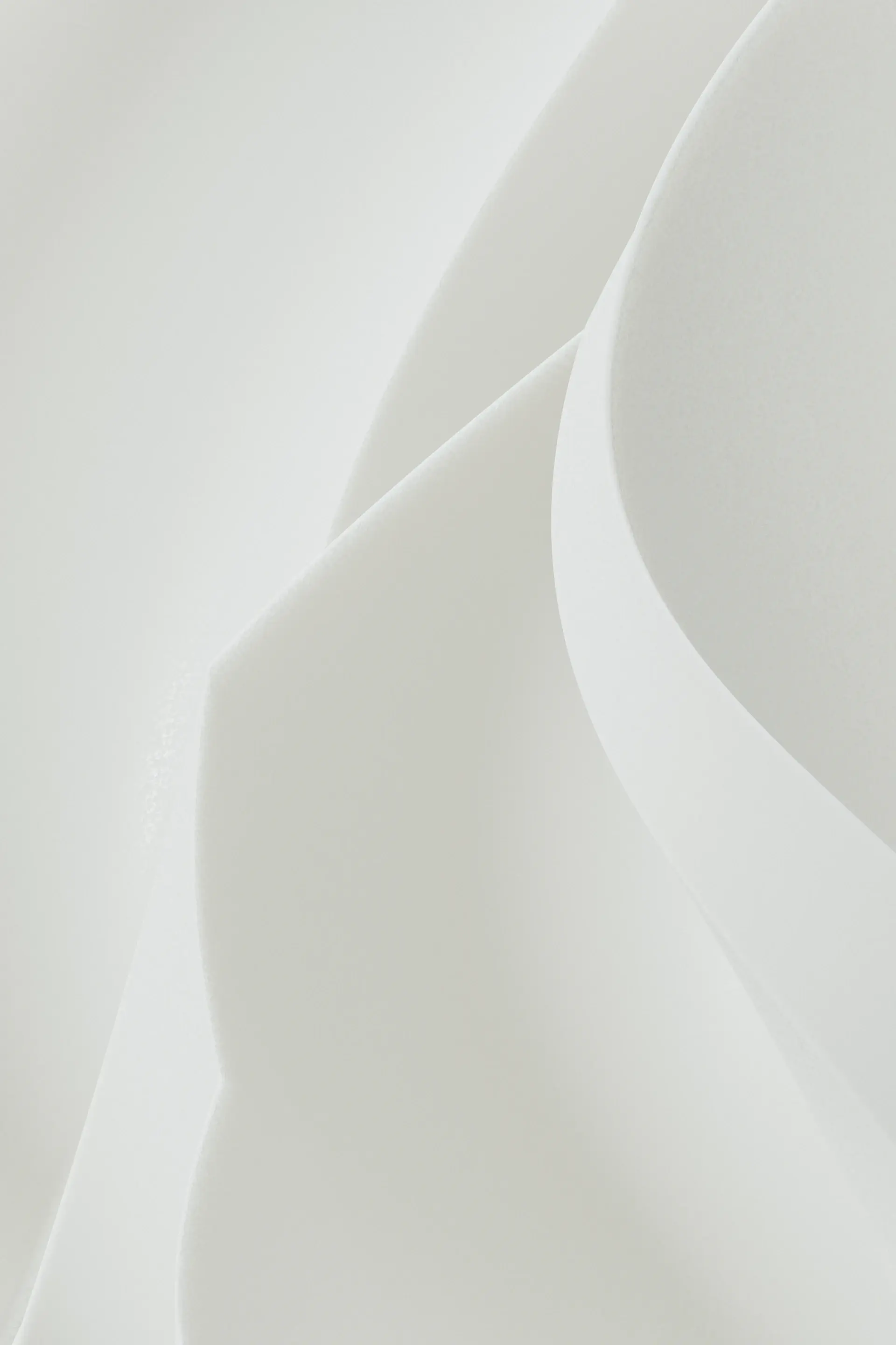 Single white rose stem in studio light