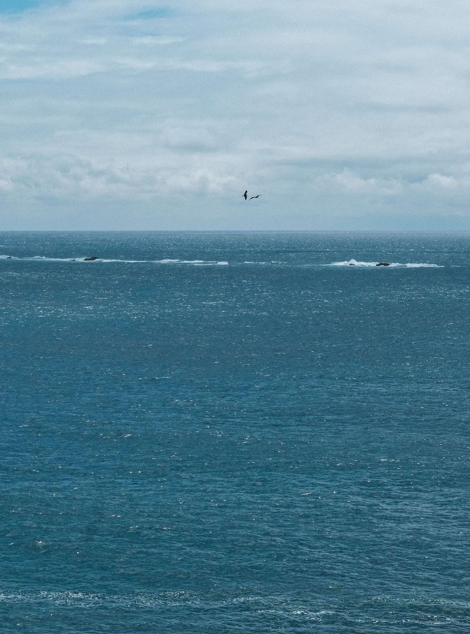 Seabirds gliding low over open ocean water