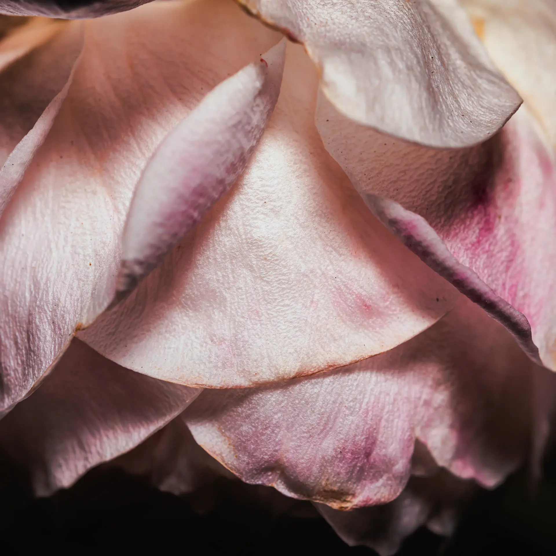 Chi tiết cánh hoa hồng Rose Lumière