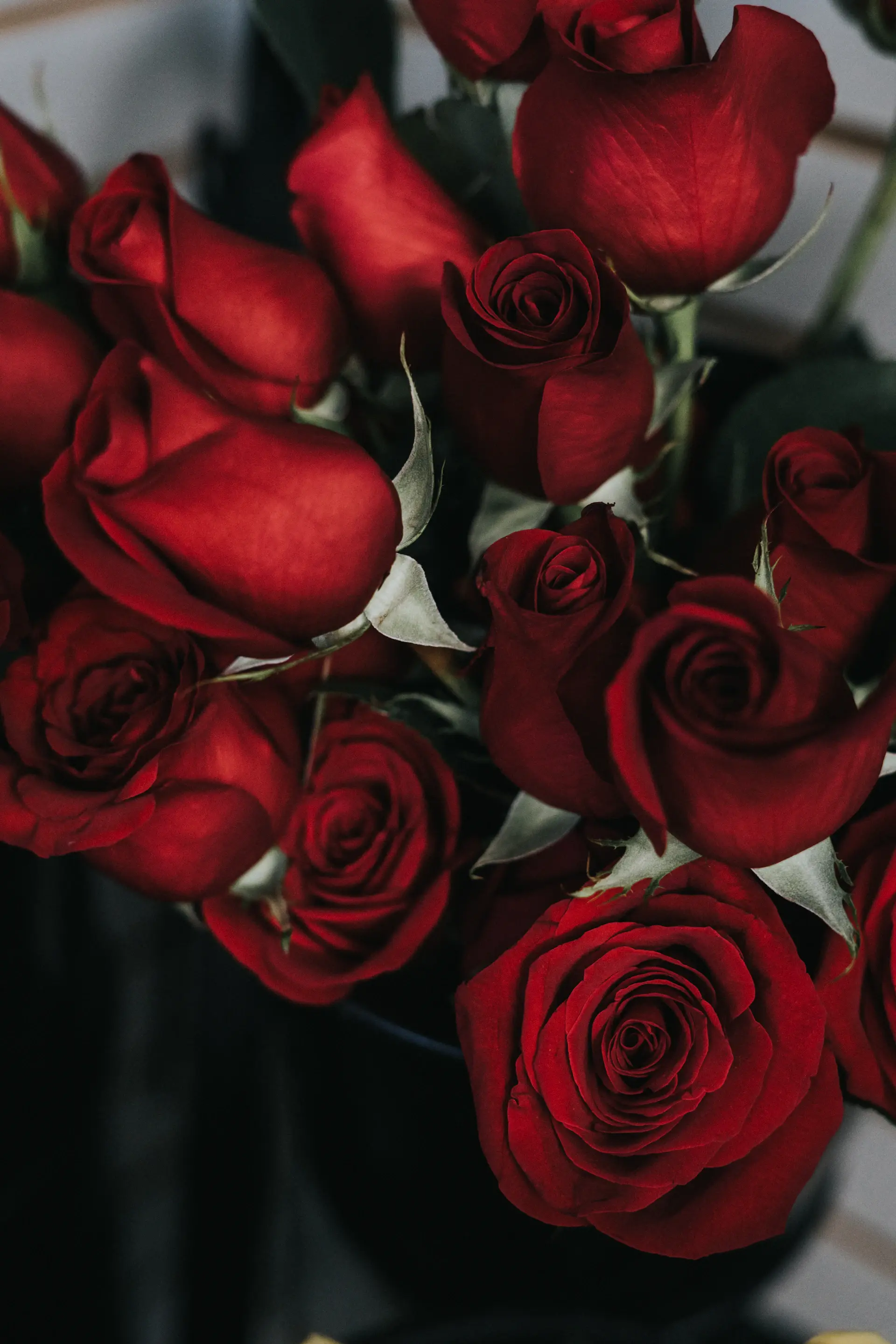 Crimson couture rose box