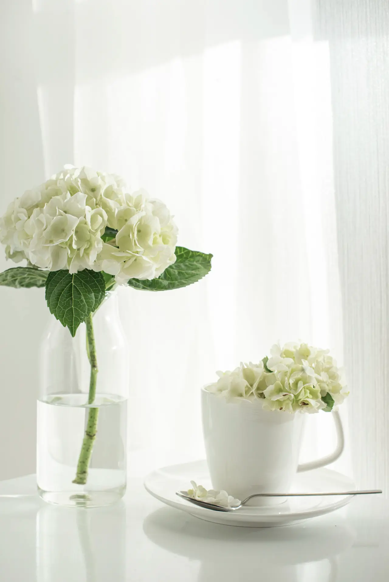 Blush pink rose bouquet on white