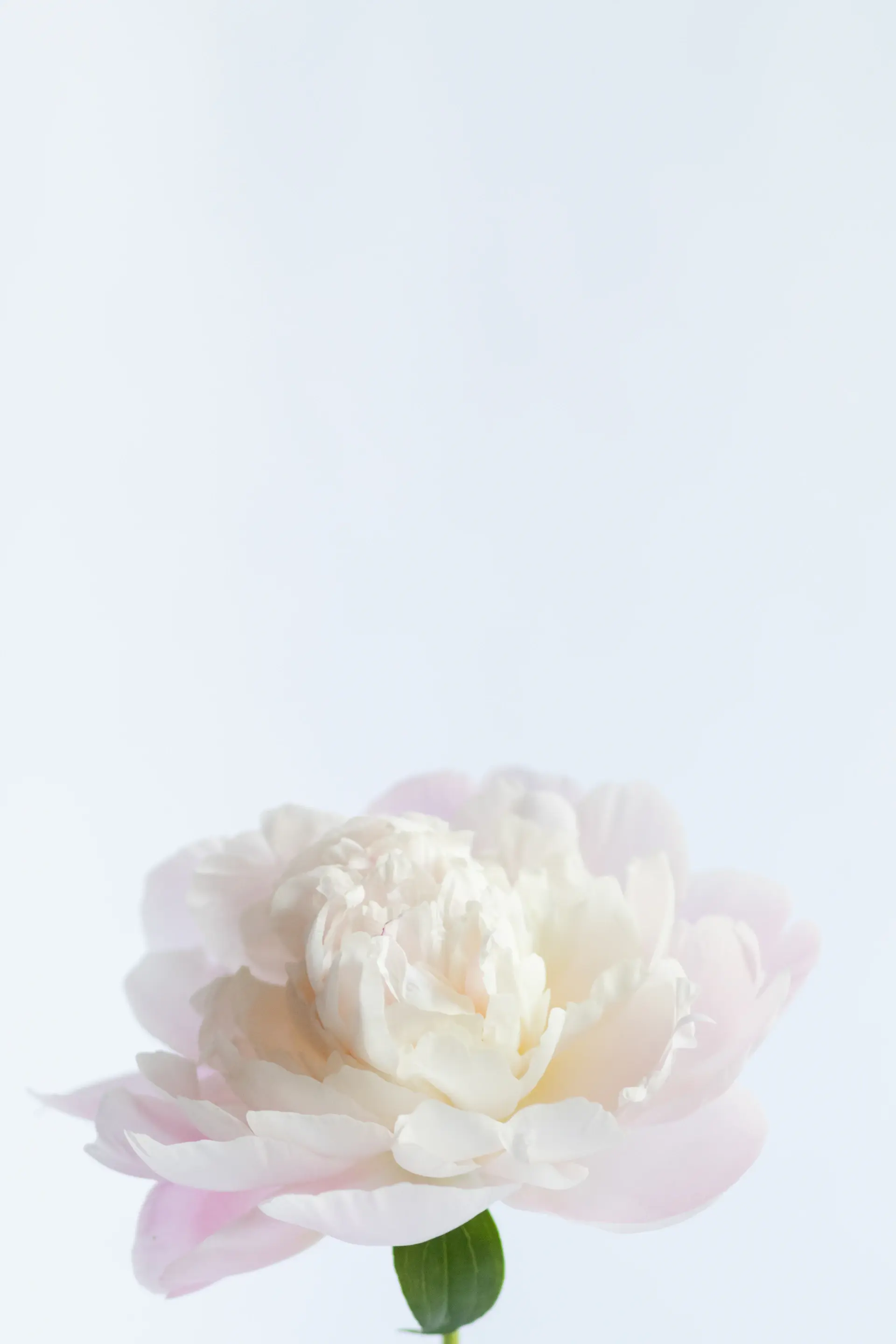 Vase arrangement on white