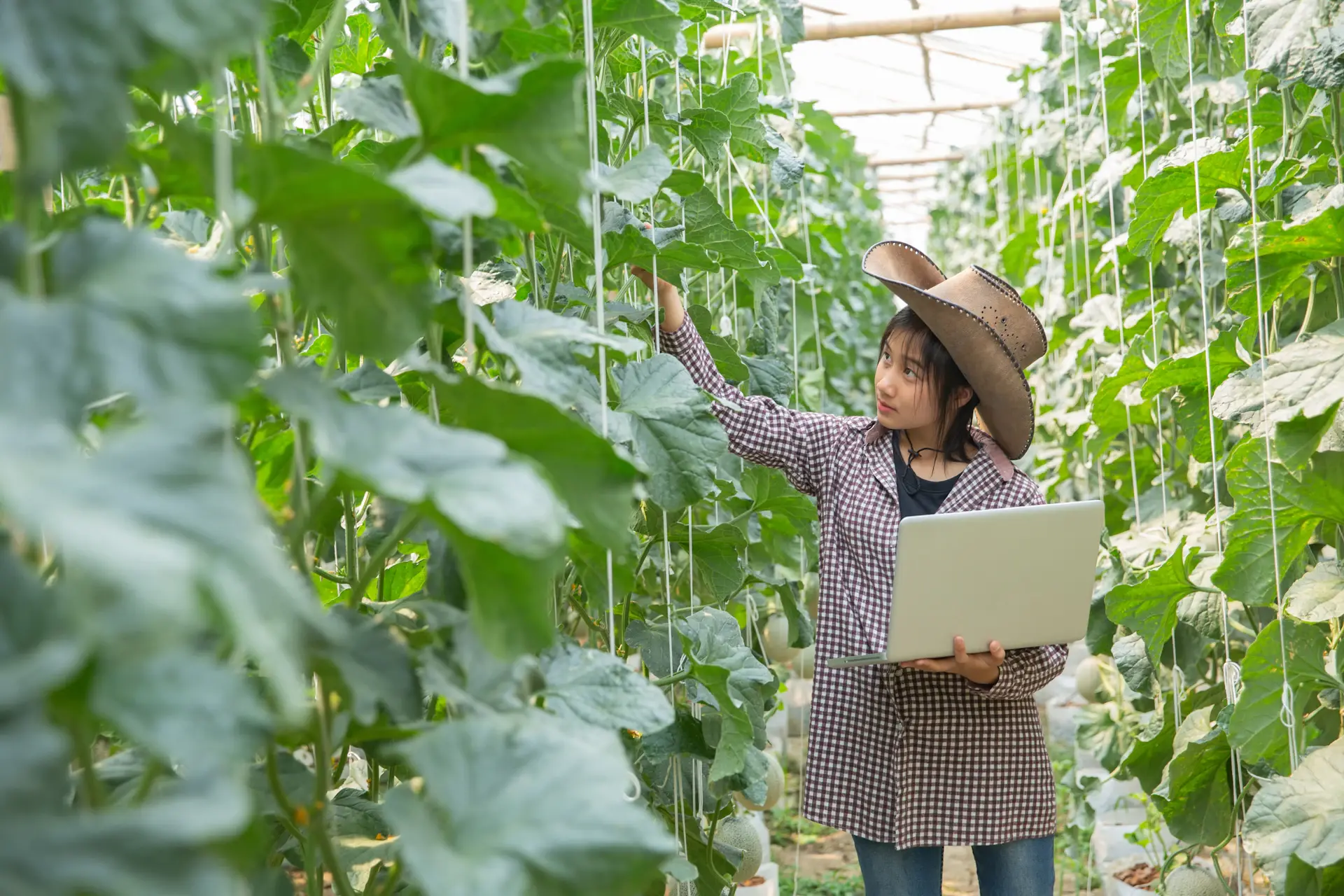 Nghiên cứu ứng dụng trí tuệ nhân tạo trong nông nghiệp