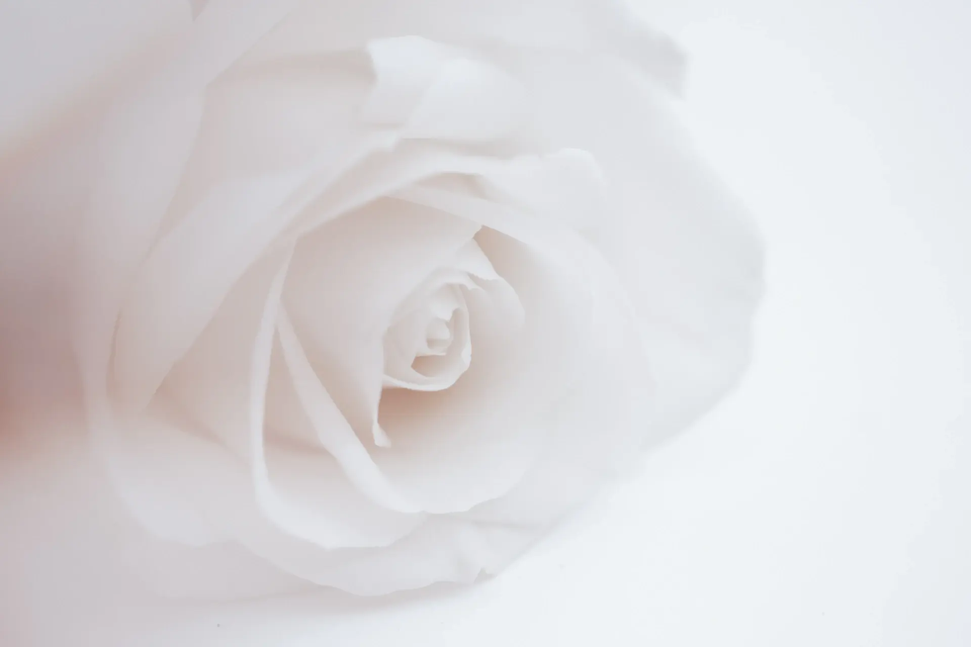 A single sculptural rose stem against a pale studio backdrop