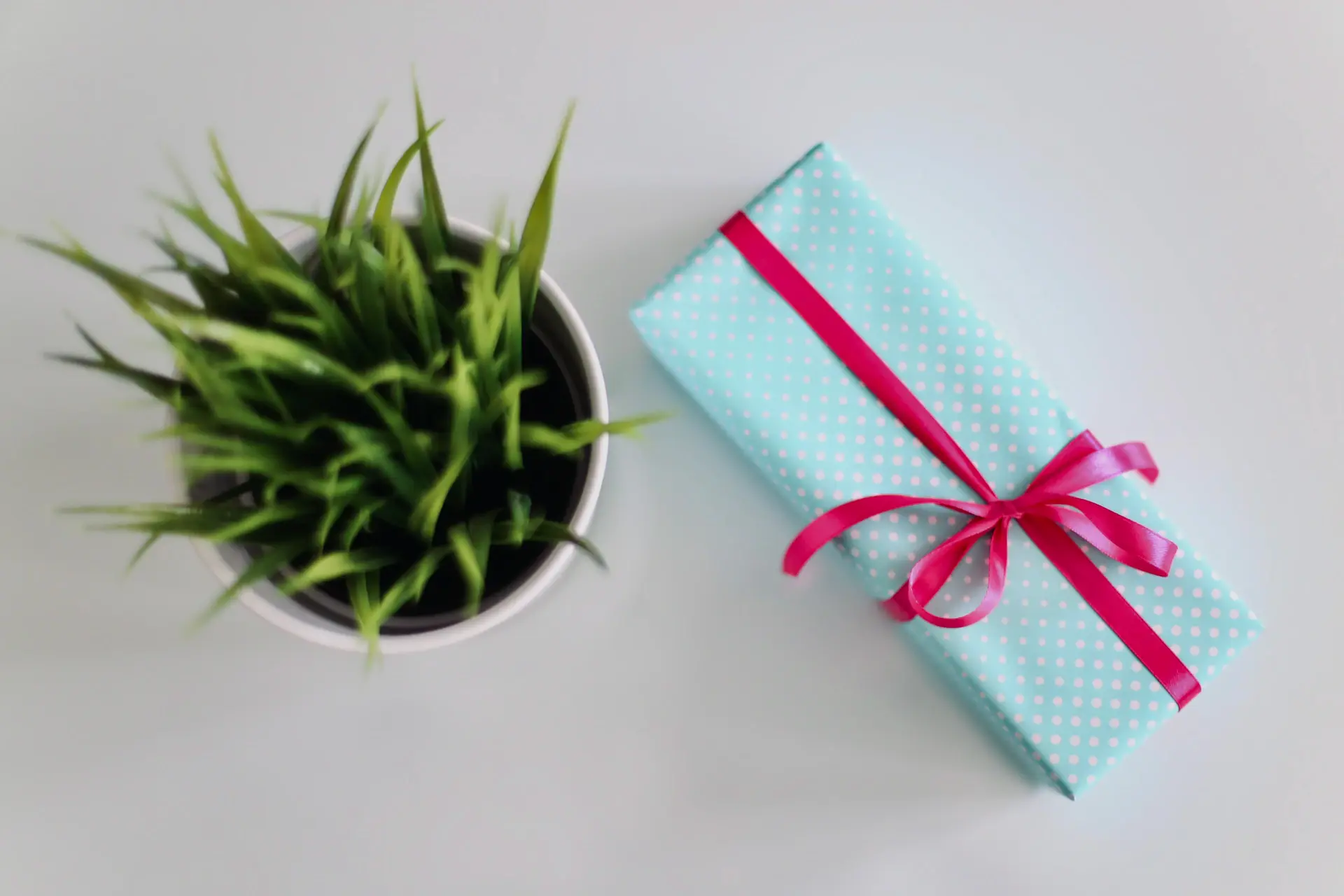Beautifully packaged plant gift sets