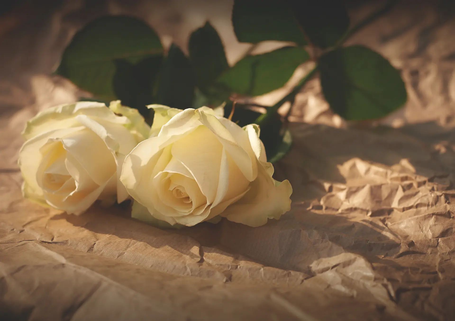 Close detail of a single white rose