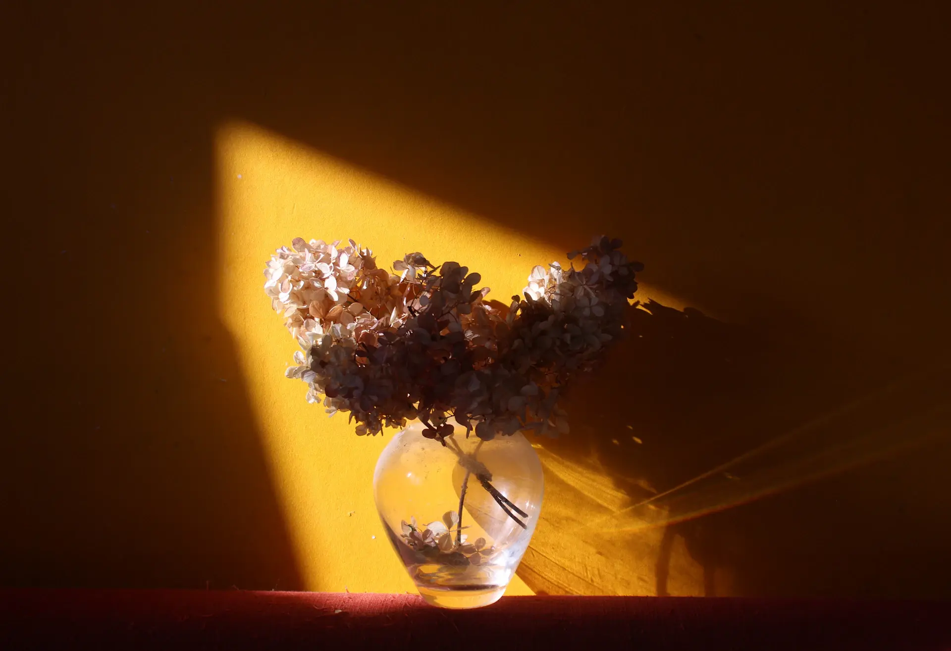 Editorial cover image for a longevity science article
