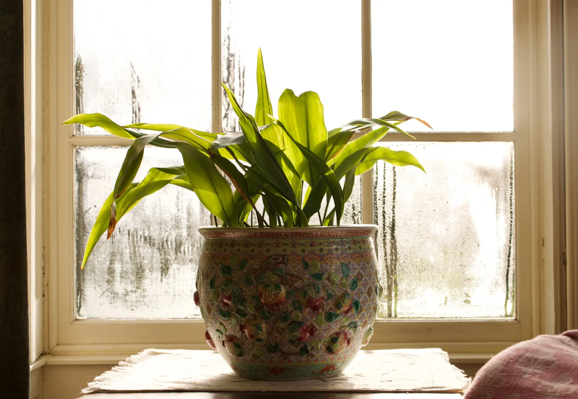 Beginner caring for a leafy houseplant on a sunny windowsill
