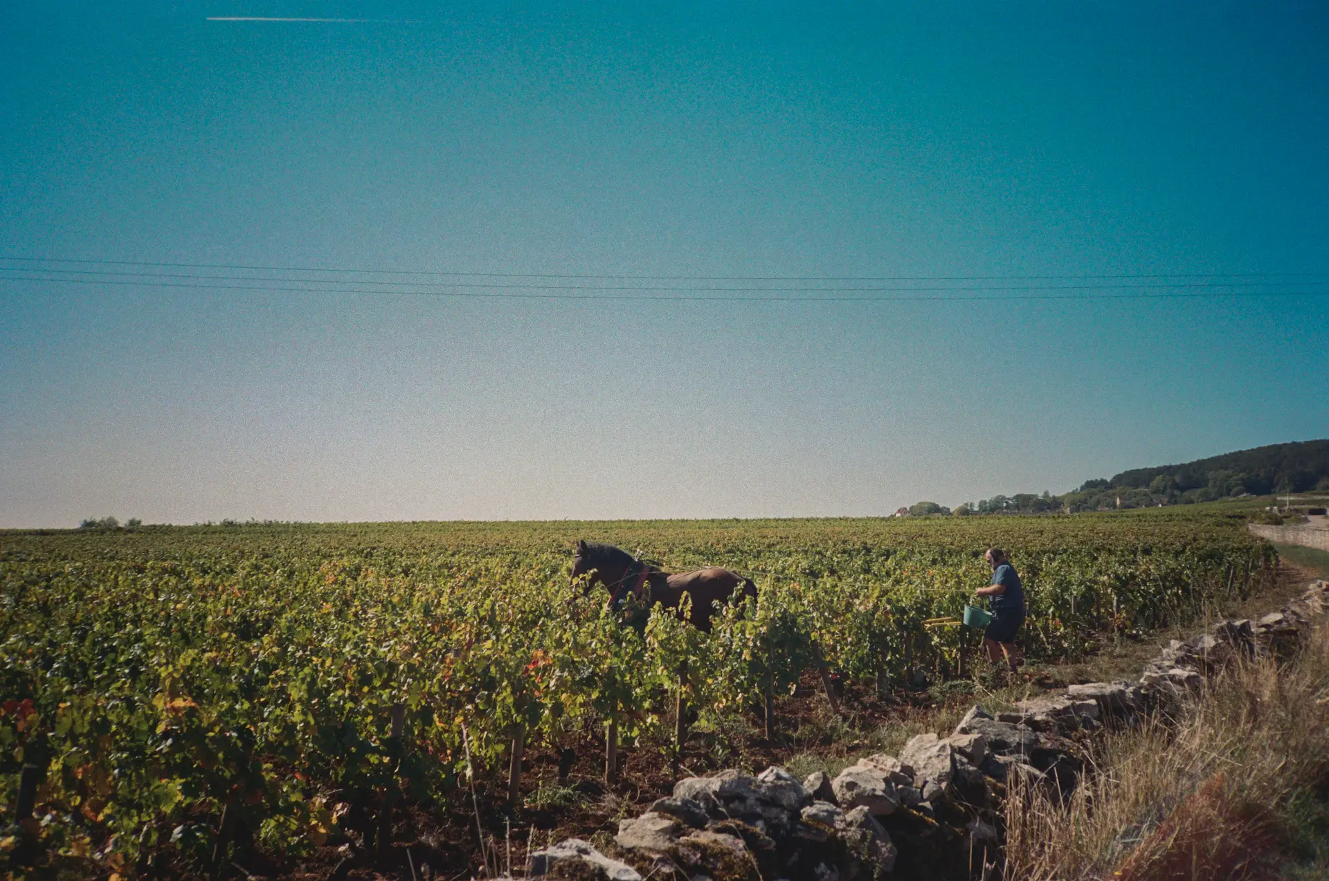 A vineyard valley at golden hour with rows of vines