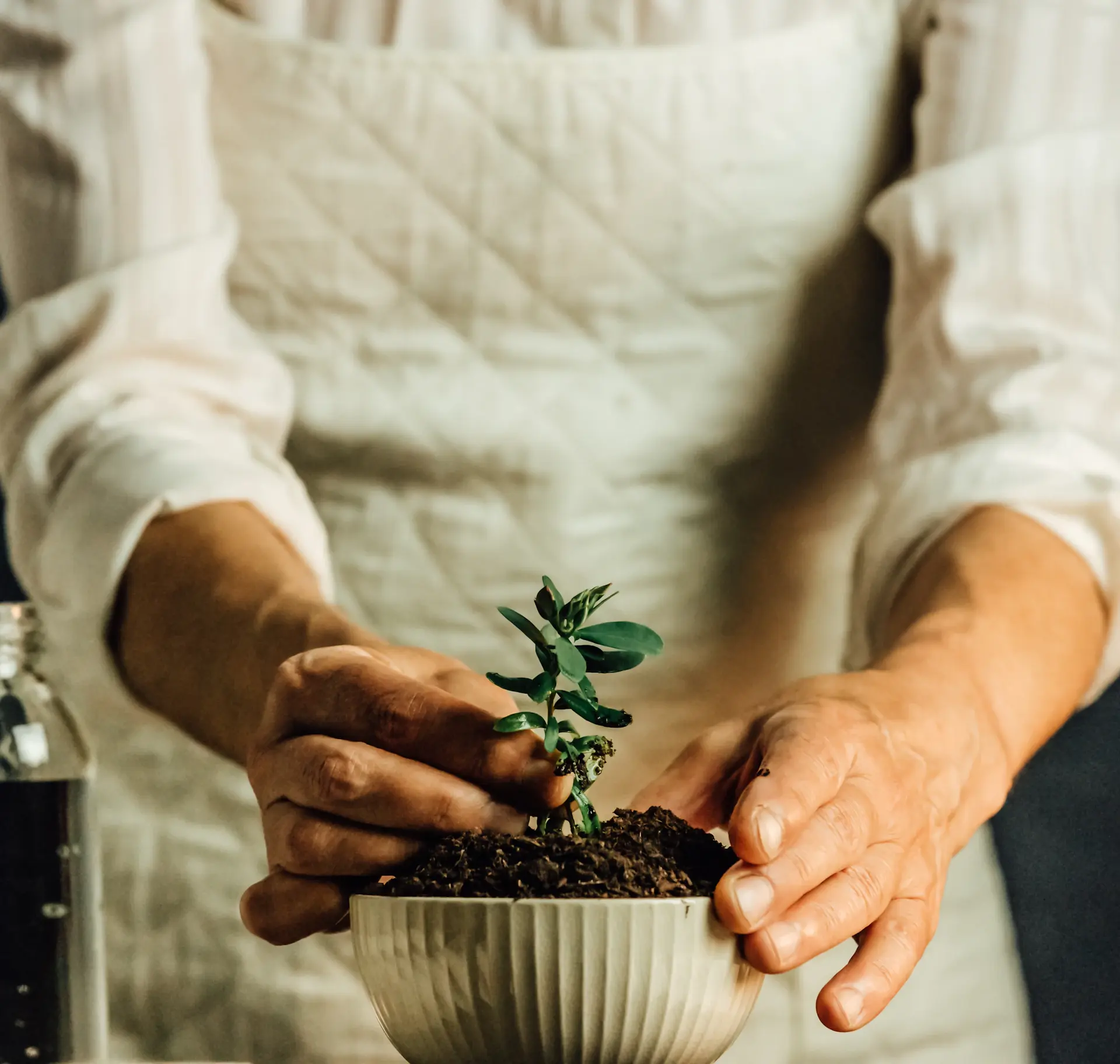 Repotting a plant into a terracotta pot