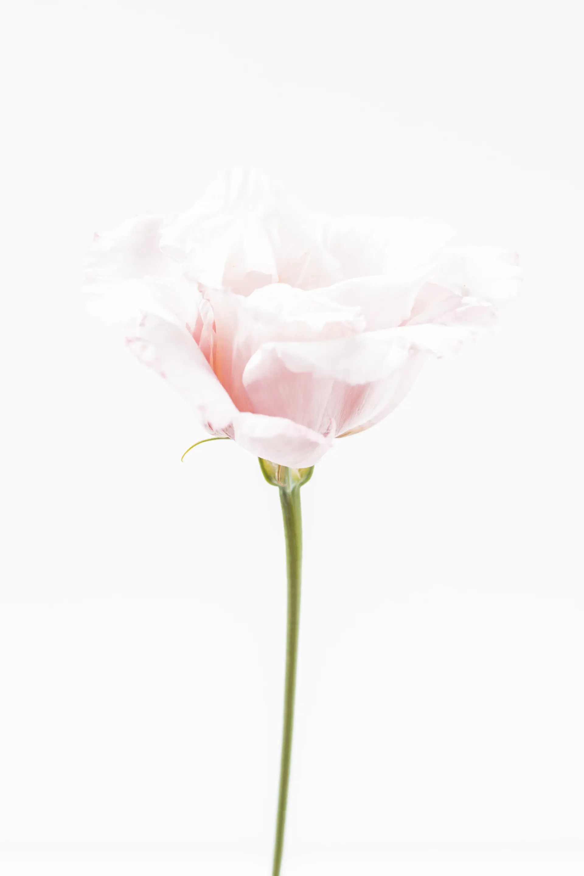 Deep wine-red roses on a pale architectural surface