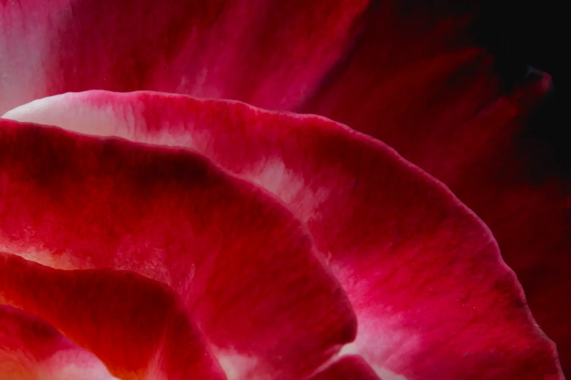Close-up of deep wine-red rose petals in studio
