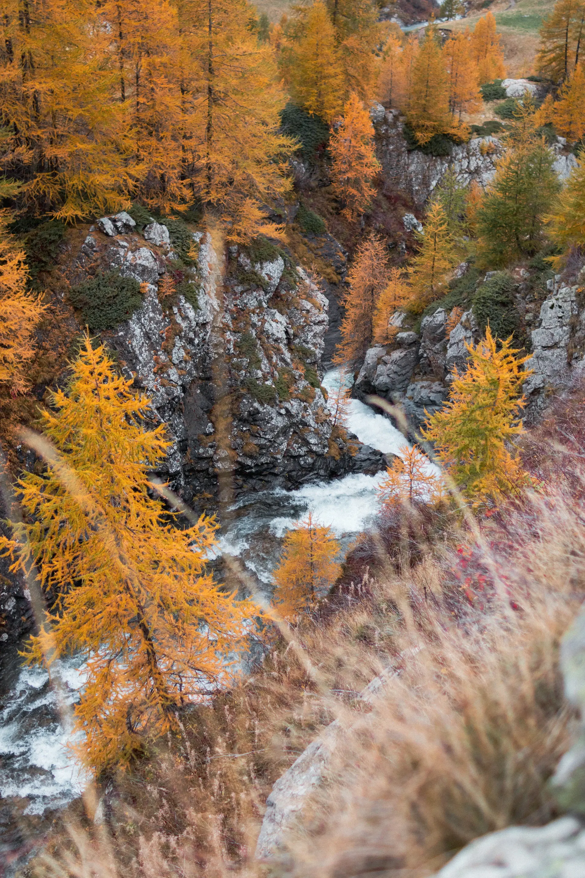 Golden autumn larch trees below grey stone peaks